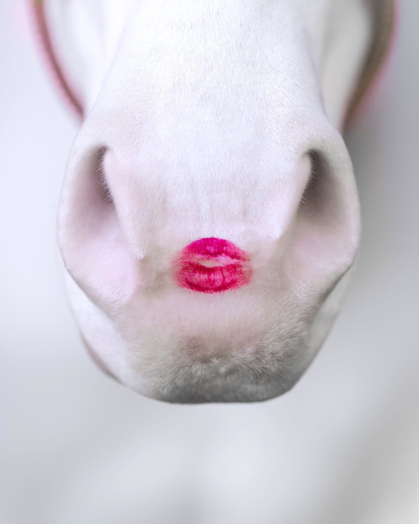 Happy Valentines Day! ❤️
How could anyone resist a smootch from this cutie? 💋