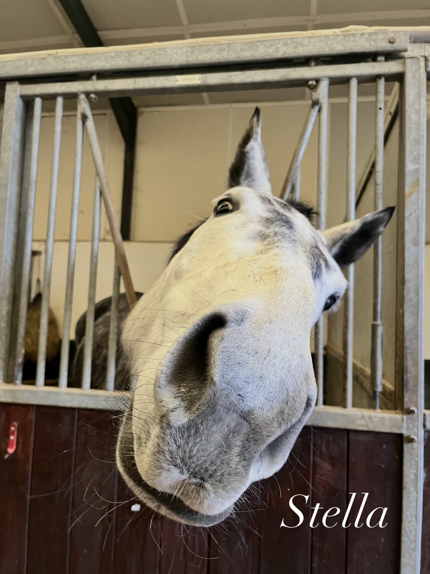 When your owner goes on holiday but your fitness doesn’t 👀🐴
Stella is in with us for a 5-day fitness stay, building strength and stability in the water while her owner is away. Hydrotherapy is a valuable continuation of her groundwork training, allowing her to work effectively without being under saddle 💦
She has settled into the yard effortlessly, integrating seamlessly with our routine. Her calm, relaxed attitude is a real testament to Nicola’s holistic training approach at @sparrowoast — thoughtful, horse-centred training that truly shows when horses step into a new environment ✨
The girls absolutely adore her, and short fitness stays like these mean happy, confident horses and total peace of mind for owners.