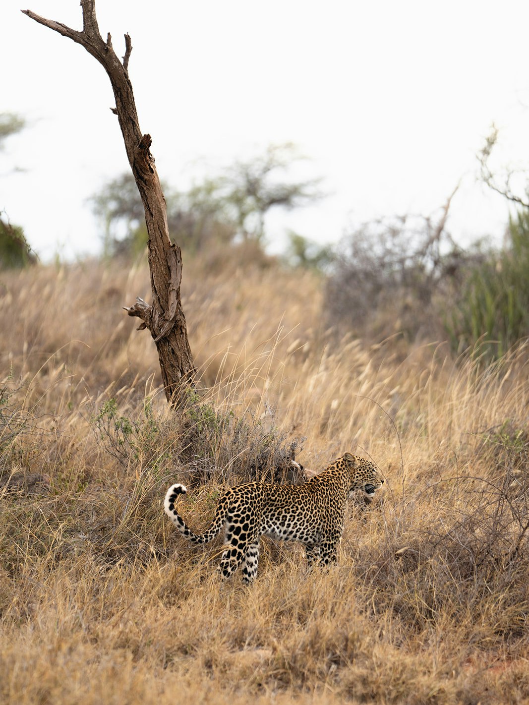 Leopards are masters of camouflage — silent, solitary, and often unseen. Yet at Loisaba Conservancy, they are a species guests frequently encounter.
Why? Because healthy habitat, strong prey populations, and careful management create the right conditions for leopards to thrive.
Through our long-term monitoring programme in partnership with San Diego Zoo Wildlife Alliance, we are building a detailed understanding of leopard density, movements, and behaviour across the landscape. This science-led approach helps inform management decisions and supports practical human–wildlife conflict mitigation strategies with neighbouring communities.
Protecting leopards isn’t just about sightings — it’s about ensuring coexistence, safeguarding habitat, and using data to guide conservation action.
Photo © Zhenya Swan
#LandConnectedLifeProtected #LeopardConservation #WildlifeMonitoring #Coexistence #HabitatProtection #DataDrivenConservation #HumanWildlifeConflict #SustainableManagement #NaturePreservation