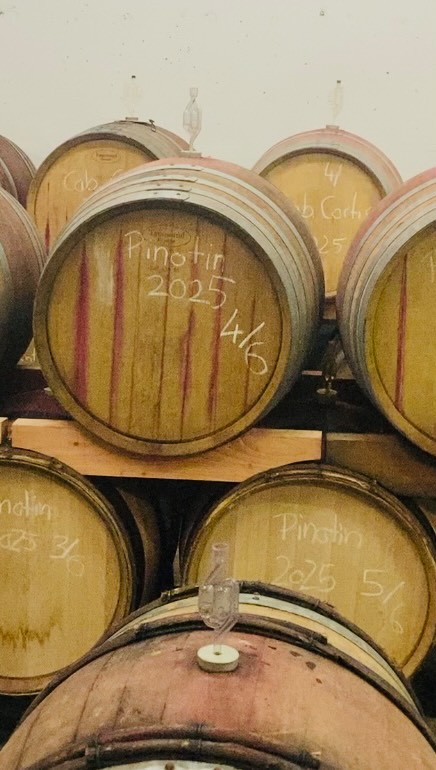 Nach der Gärung liegt der Wein auf der Hefe.
Bei der sogenannten „Bâtonnage“ - also dem „Umrühren“ wird diese Hefe regelmäßig wieder aufgerührt.
Dabei gibt die Hefe Stoffe an den Wein ab.
Dieser wird dadurch dichter, runder, bekommt Struktur, Fülle und eine feinen Schmelz. Auch die Aromen werden dadurch komplexer.