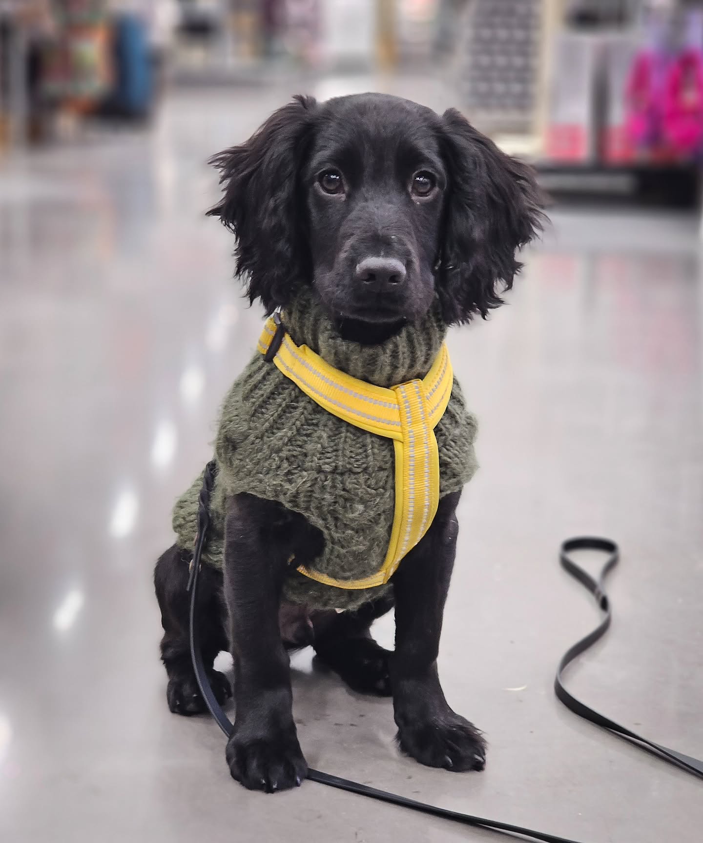 Visited the petstore today 🥰
Very interested of the food section, almost didn't want to leave it 😂
He's very sweet and very confident!
On Sunday he will follow along to his very first dogdancing competition because I will be judging 🙌😍
#workingcocker #cockerspaniel #workingcockerspaniel #wockerpuppy #wocker