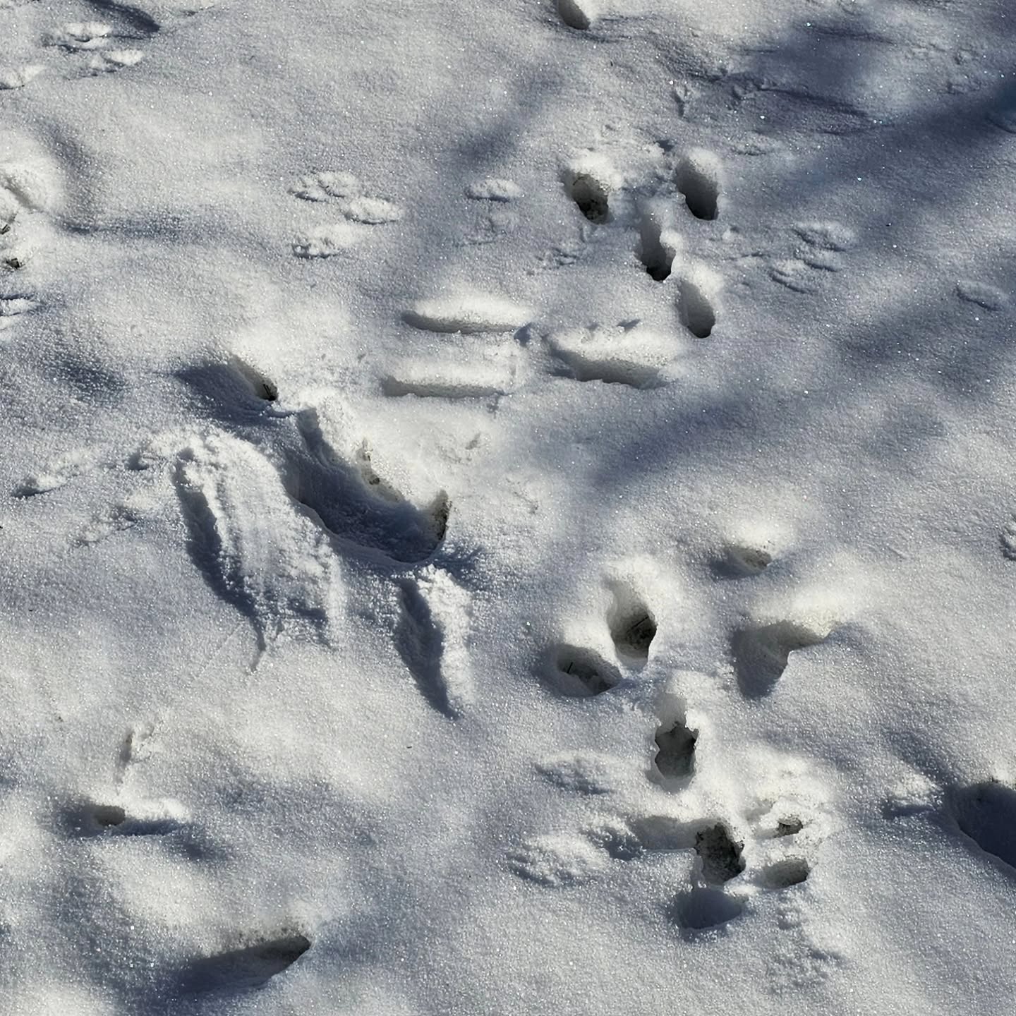 Im Winter hinterlassen unsere Besucher im Garten vom 'Haus im Felde' ihre Spuren. Wer errät, wer hier alles vorbeigehüpft ist?
#Ferienwohnungen
#Ferienappartments
#Fehmarn
#spurenimschnee
#Ostseeliebe