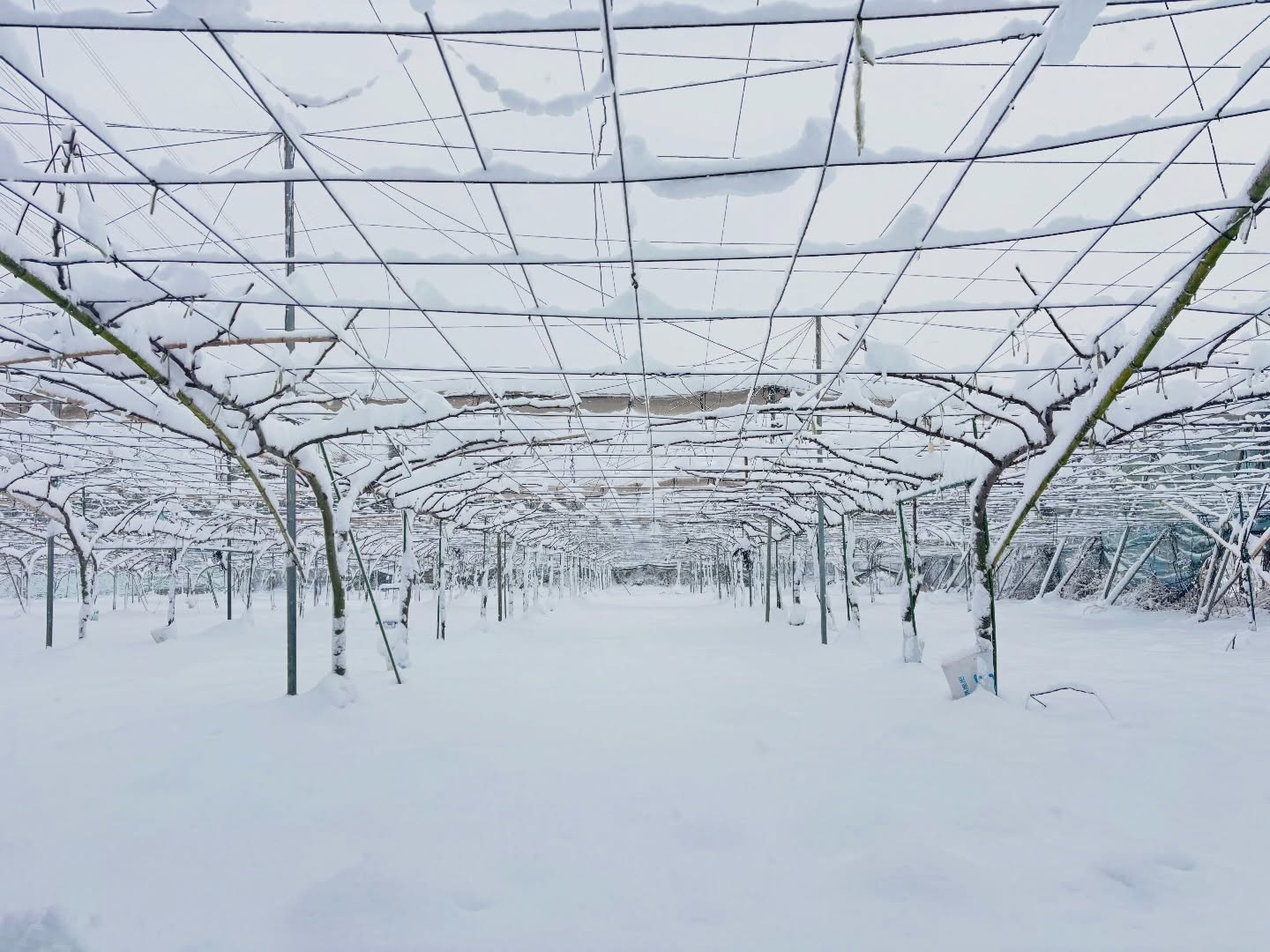 .
.
雪化粧の果樹園は綺麗でした☃️
-11°Cまで冷え込みました、、
#フルーツガーデン関本
#香取市