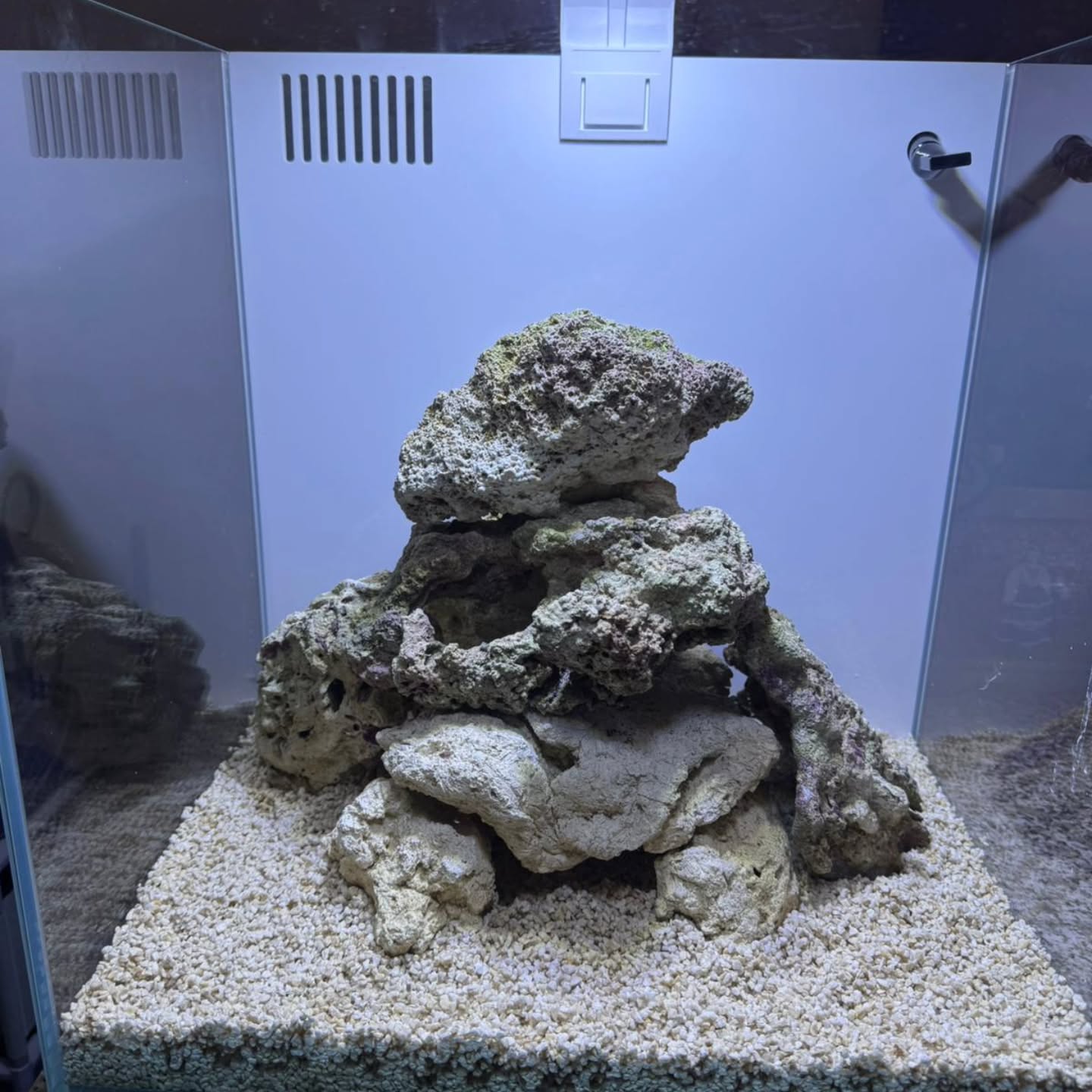 Nuovo allestimento
Reef Box 40 firmato AQPet in fase di maturazione: rocciata ariosa, base stabile e tanta prospettiva per una gestione pulita ed equilibrata 💪
Si parte con gestione Yorah per una maturazione controllata e naturale, e presto upgrade illuminazione con Keloray 50 per spingere colori e crescita 💡✨
Work in progress… il bello deve ancora venire! 🪸🐠
#aquariumreef
#reeftank
#reefbox40
#marineaquarium