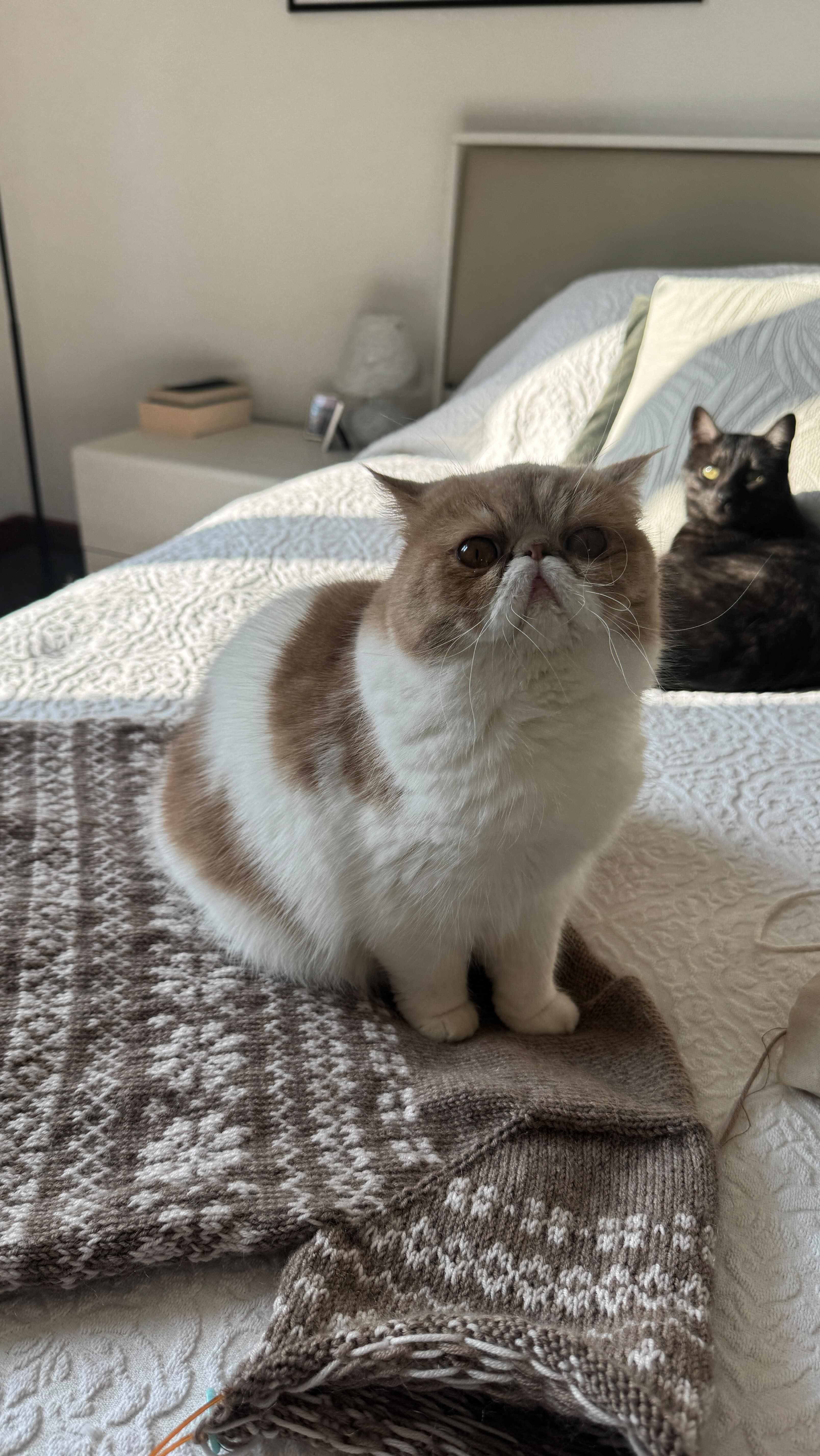 💖 Sometimes you just need a morning to ignore the world and get your knitting done, am I right?
Now I’ve completed the last stretch of colourwork on my #harrietsweater and since filming this I’ve also finished the rest of the sleeve, I’m firmly on the home stretch! Now I just need to finish knitting the mock neck 😍
I cannot wait to see this blocked and make the most of it for what’s left of winter ☃️🥌
#leknit #colourworkknitting #knitlife #sweaterknitting