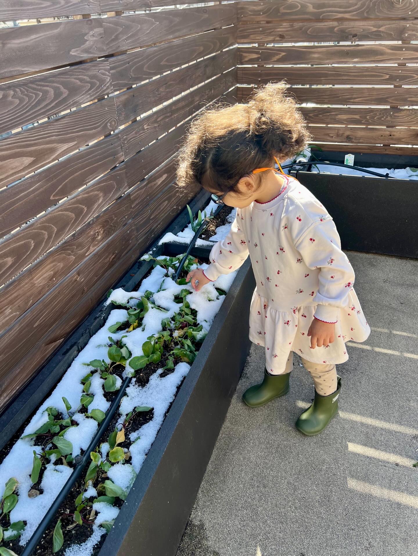 After this year’s first sprinkling of snow, the first place we all wanted to go see was our garden! We couldn’t find enough snow to build a snowman but we did find some ice and were relieved to see our plants didn’t freeze!