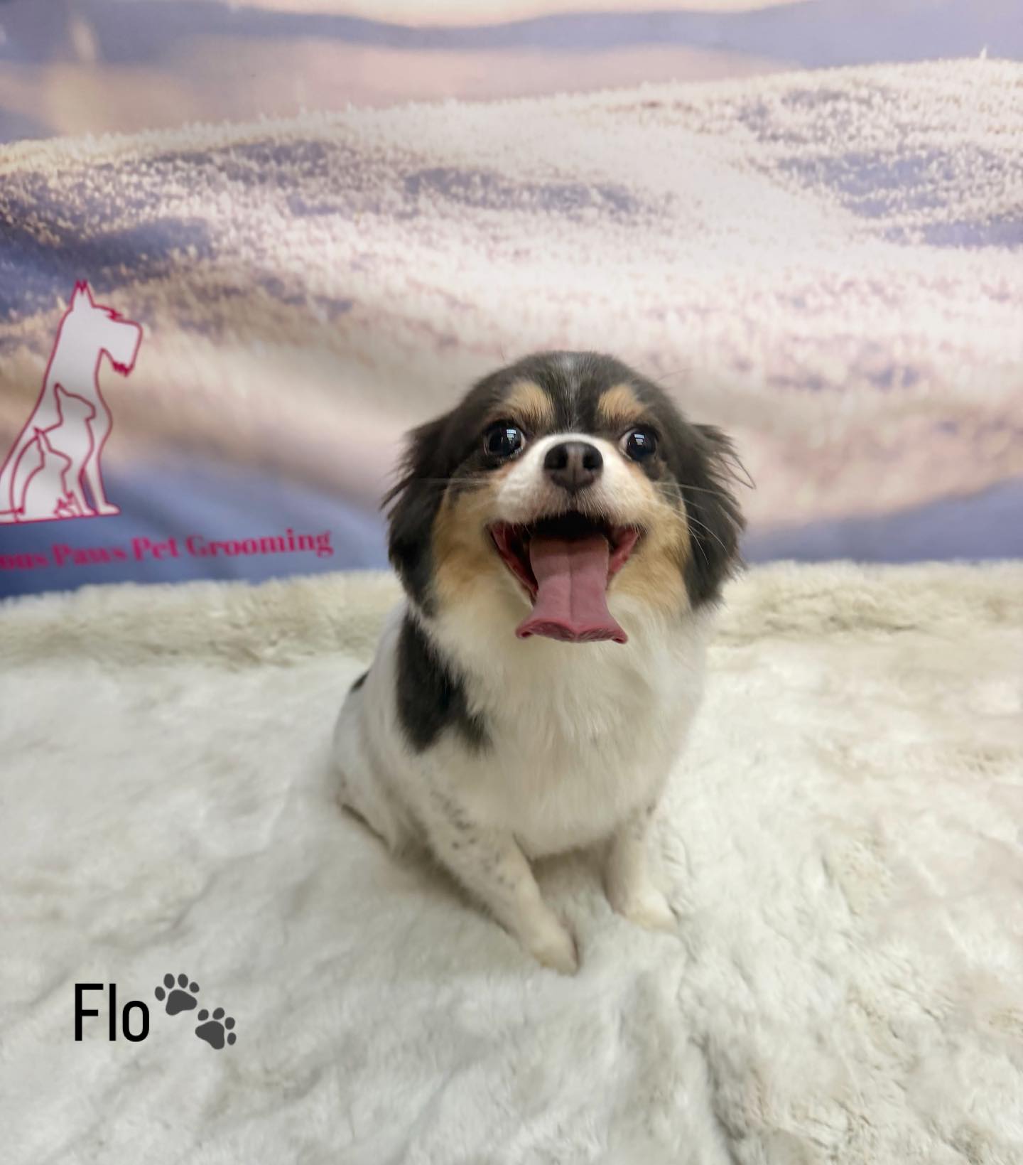 07/02/26 Flo’s on cloud nine after all the attention here at the salon🥰🐾🐶
#cute #chiuauah #doggroominglife🐾✂️ #foryoupage