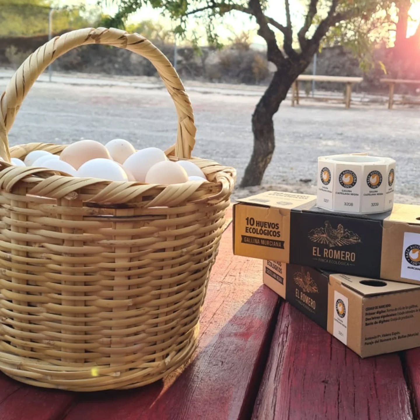 Aquí se empieza al amanecer...🌄🥚🐔
#huevosecológicos, #HuevosGourmet #gallinamurciama #CastellanaNegra