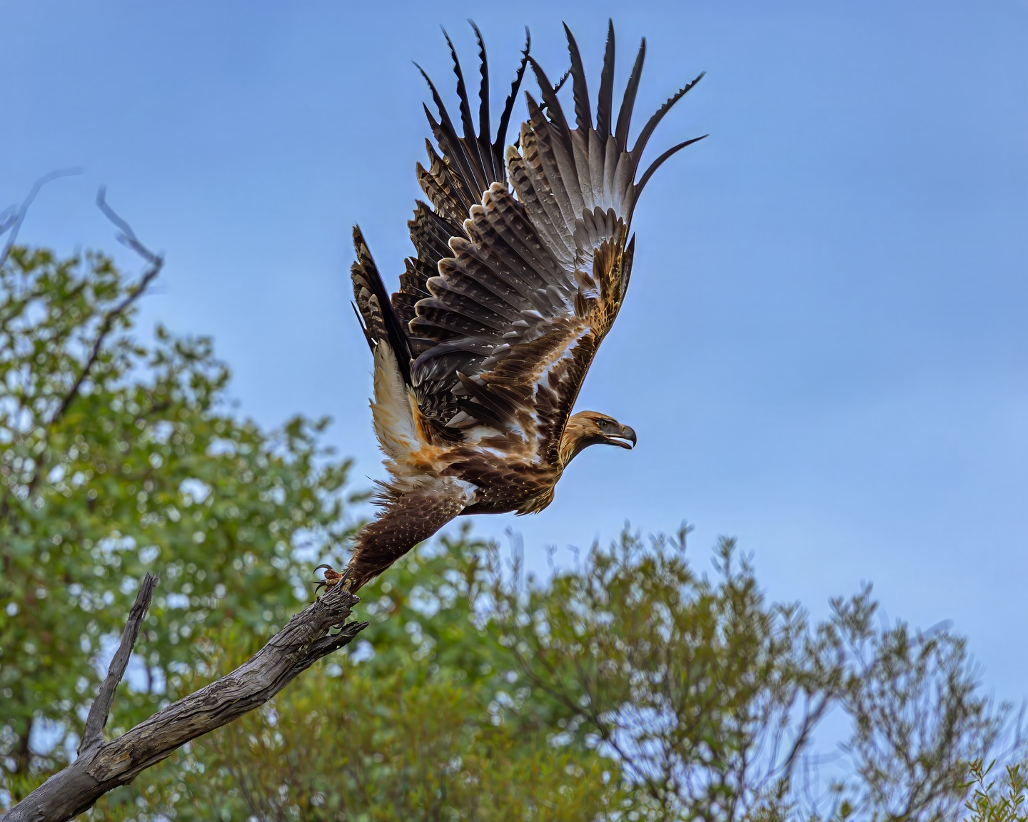 Creator Spirit.
I had about 3 seconds from handbrake stop to swinging the camera out the window, but these guys are worth watching if you get lucky enough for them to stick around.
Makes the American Bald Eagle look like an overweight chip eating seagull.
#wedgetailedeagle #australia #birds #eagles #ausgeo
