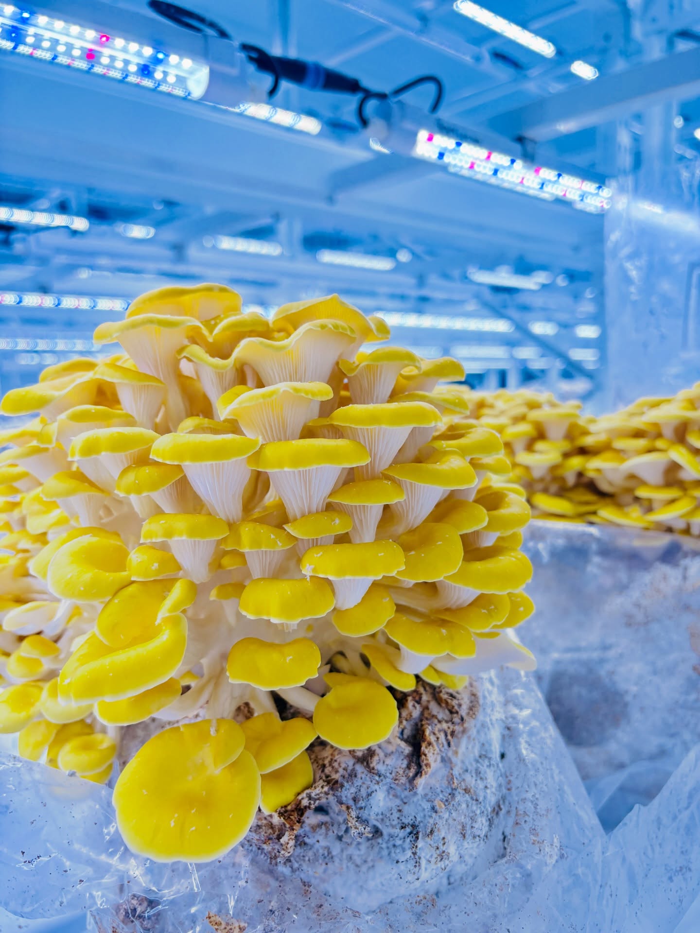 Golden Oysters grow FAST.
Like… overnight fast.
Pleurotus citrinopileatus = bright color + aggressive growth.
See them at Lion Farms.