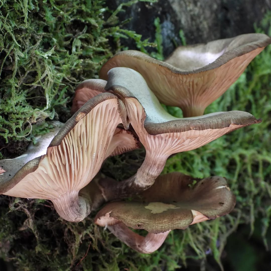 Beautiful fungi, still to be found in the bush, even at this time of year.
#karameafungi #fungi #karameawild #Karamea