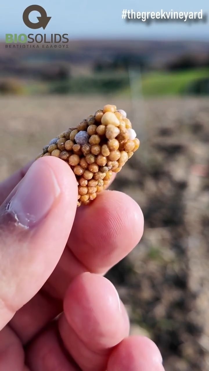 🫒 Οι παστιλιες λιπάσματος Agroblen είναι ένα καινοτόμο προϊόν για την θρέψη δέντρων και αμπελιών, ειδικά όταν αυτά είναι νεαρά! Με τεχνολογία επικάλυψης ρετσινιού προσφέρουν βραδεία αποδέσμευση έως και 6 μήνες μετά την προσθήκη τους, προστατεύοντας έτσι τα νεαρά δέντρα και αμπελια από ανεπιθύμητες τοξικότητες.
Ενδιαφέρεσαι να μάθεις περισσότερα για τα προϊόντα της BIOSOLIDS;
Επικοινώνησε με τους τεχνικούς της εταιρείας εδώ:
2310538799
Καραβαγγέλη 6, Καλοχώρι
www.biosolids.gr
info@biosolids.com
🫒 Βρείτε μας:
https://www.youtube.com/@TheGreekVineyard
https://www.instagram.com/the_greek_vineyard/
https://www.tiktok.com/@the_greek_vineyard
#thegreekvineyard #λίπασμα #αγροτης #shorts #farming
