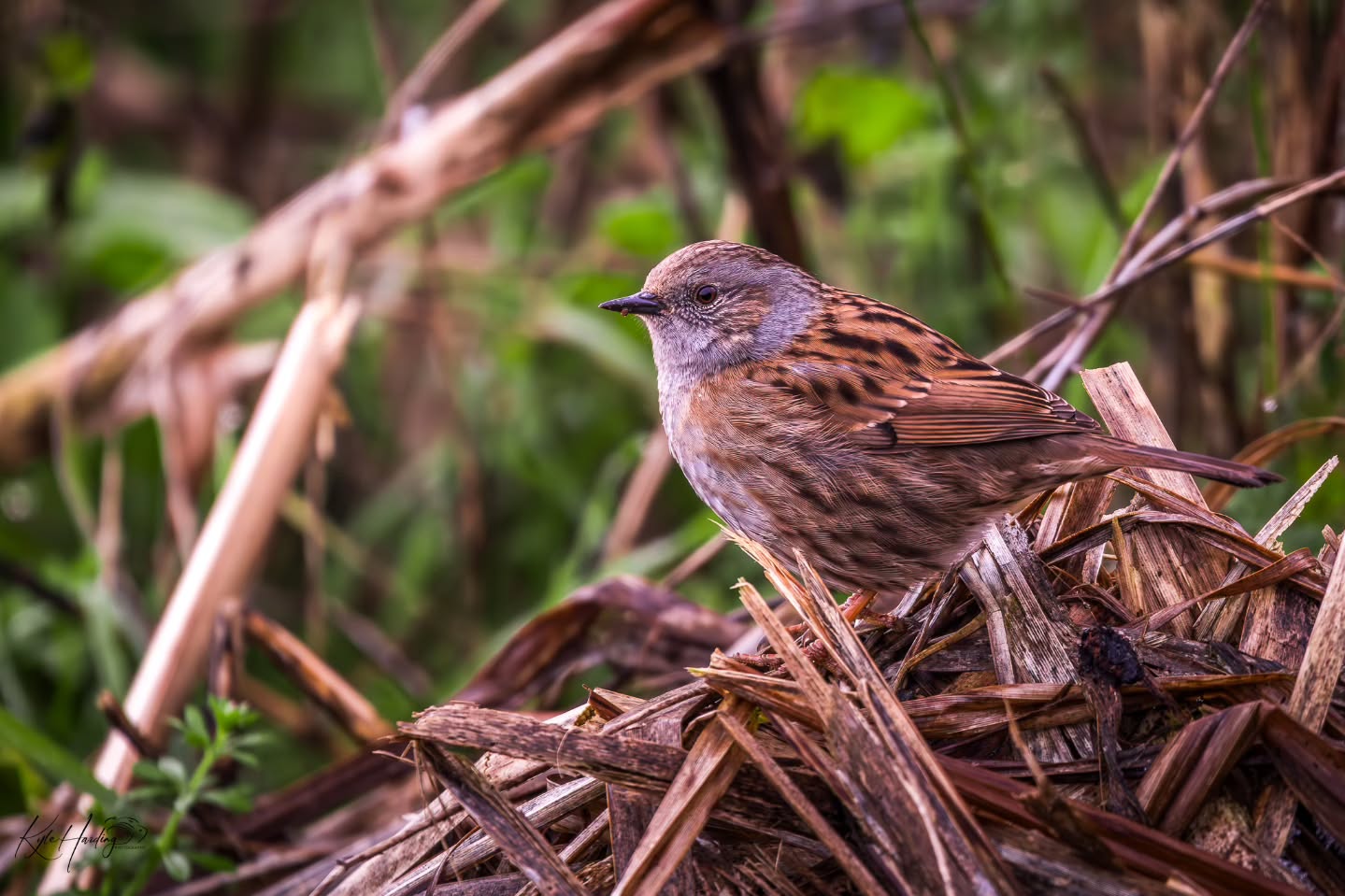 Often overlooked, but never uninteresting.
A dunnock pauses among the reeds, revealing delicate markings and subtle colours that are easy to miss unless you slow down and really look.
Nature doesn’t always shout — sometimes it whispers.
#Dunnock #HedgeAccentor #BritishBirds #GardenBirds #birdlovers