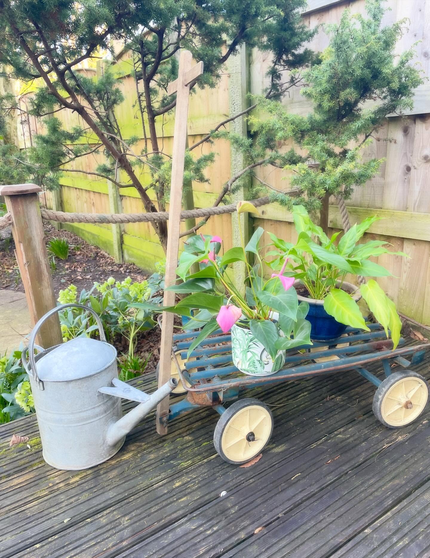 -SOLD-
A lovely bright day gets you thinking of the garden again and this fabulous little garden cart is the perfect way to display your lovely plants 🪴 Pop it by the front or back door for an instant burst of colour and foliage 🌺
Metal base with wooden upright it’s easy to move around with four little wheels. It measures 72cm x 48cm £85
Enjoy the sunshine ☀️
#cart #gardencart #flowerdisplay #plantcart #trolley