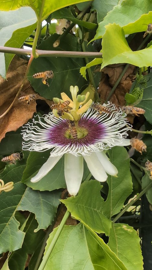 The beauty of pollination! Our native bees buzzing around the stamen of Passion fruit, collecting its gold-green pollen.
Pollinated fruit is known to be bigger, better, more sweet, more nutritious, with a longer shelf life.