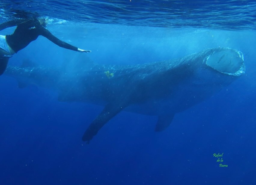 Photo credits: Rafael de la Parra, Ch’ooj Ajauil
Back in August, I checked off a lifelong bucket-list moment: swimming alongside whale sharks, the largest fish in the ocean and one of its most mysterious 🌊🦈
More importantly, I had the opportunity to learn from Rafael de la Parra and his organization, Ch’ooj Ajauil, in collaboration with KACF. Rafael has spent decades tracking their migrations and identifying individuals through their unique spot patterns, turning bucket-list encounters into meaningful science that helps protect whale sharks!
In these photos, you’ll see Rafael conducting satellite tagging under a government-issued research permit.
When done by trained professionals, this work allows researchers to better understand and conserve these gentle giants. I share more about the tagging process and why it matters in the full blog post-link in bio!
The intersection of tourism, citizen science, and conservation is powerful when done responsibly. Every responsibly led tour and shared data point can contribute to both research and local communities.
Thank you Rafael and KACF for the incredible opportunity to get involved!
Disclaimer: A licensed professional conducted all research activities under a government permit. Do not attempt to replicate.
#whalesharks #sharks #ecotourism #conservation #whalesharkconservation