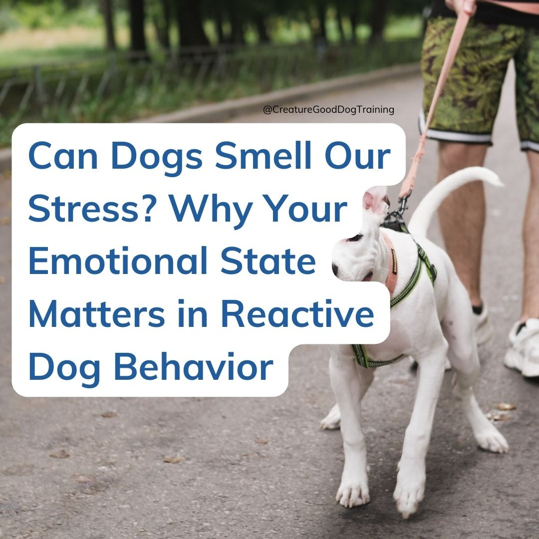 Ever notice your reactive dog seems more on edge when you’re stressed?
🐾 It turns out it’s not just in your head — dogs can literally smell changes in our emotional chemistry and it can influence how they feel and behave. 🧠💨
New research shows that the scent of human stress can make dogs more pessimistic and affect their decision-making — even before a trigger shows up. That means your internal state literally becomes part of the training environment for your dog. 🐶✨
But here’s the good news: this isn’t about blaming yourself. It’s about understanding that stress is part of the picture so you can work with it — not against it. 💛
➡️ Curious what science says about dogs sensing stress and why your emotional state really matters in reactive dog behavior?
Read the full post at the link in my bio.