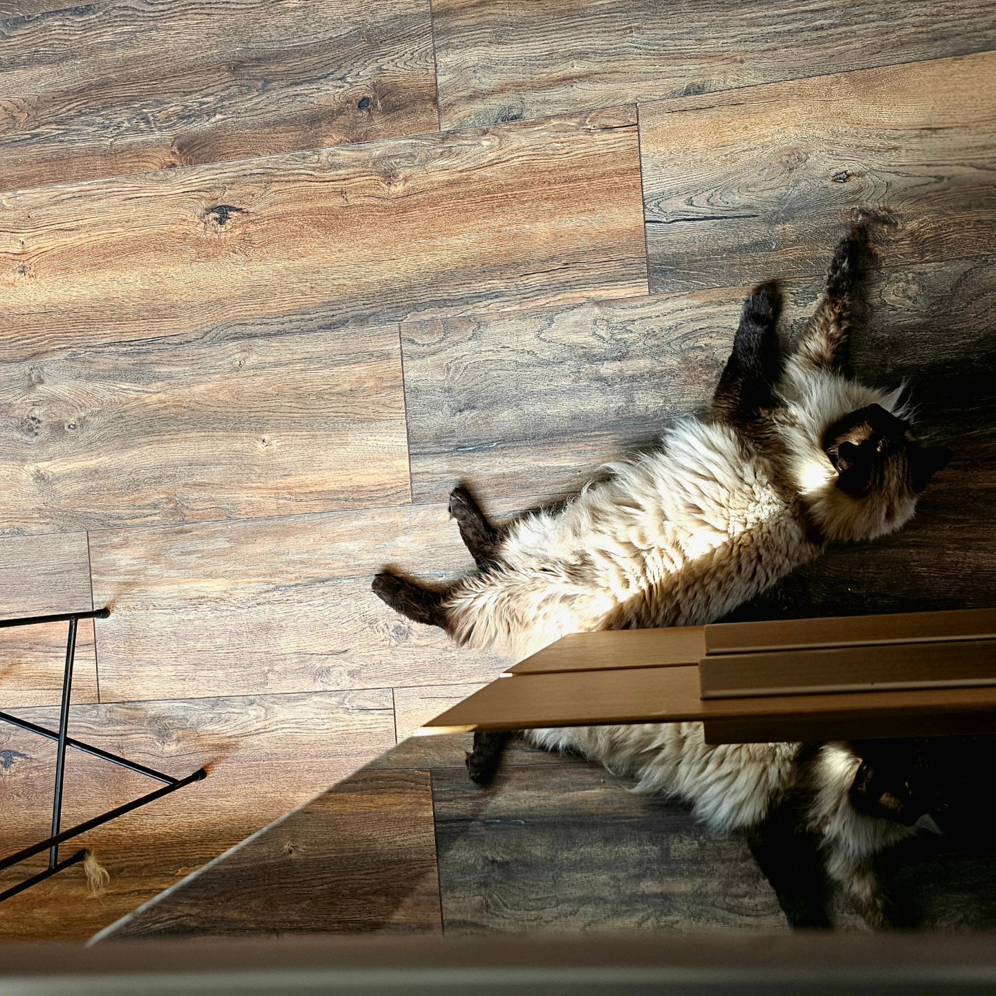 He's reflecting on life. 📸
.
.
.
#catsofinstagram #ragdoll #mrjones #photo #mobile #samsungphoto #vibe