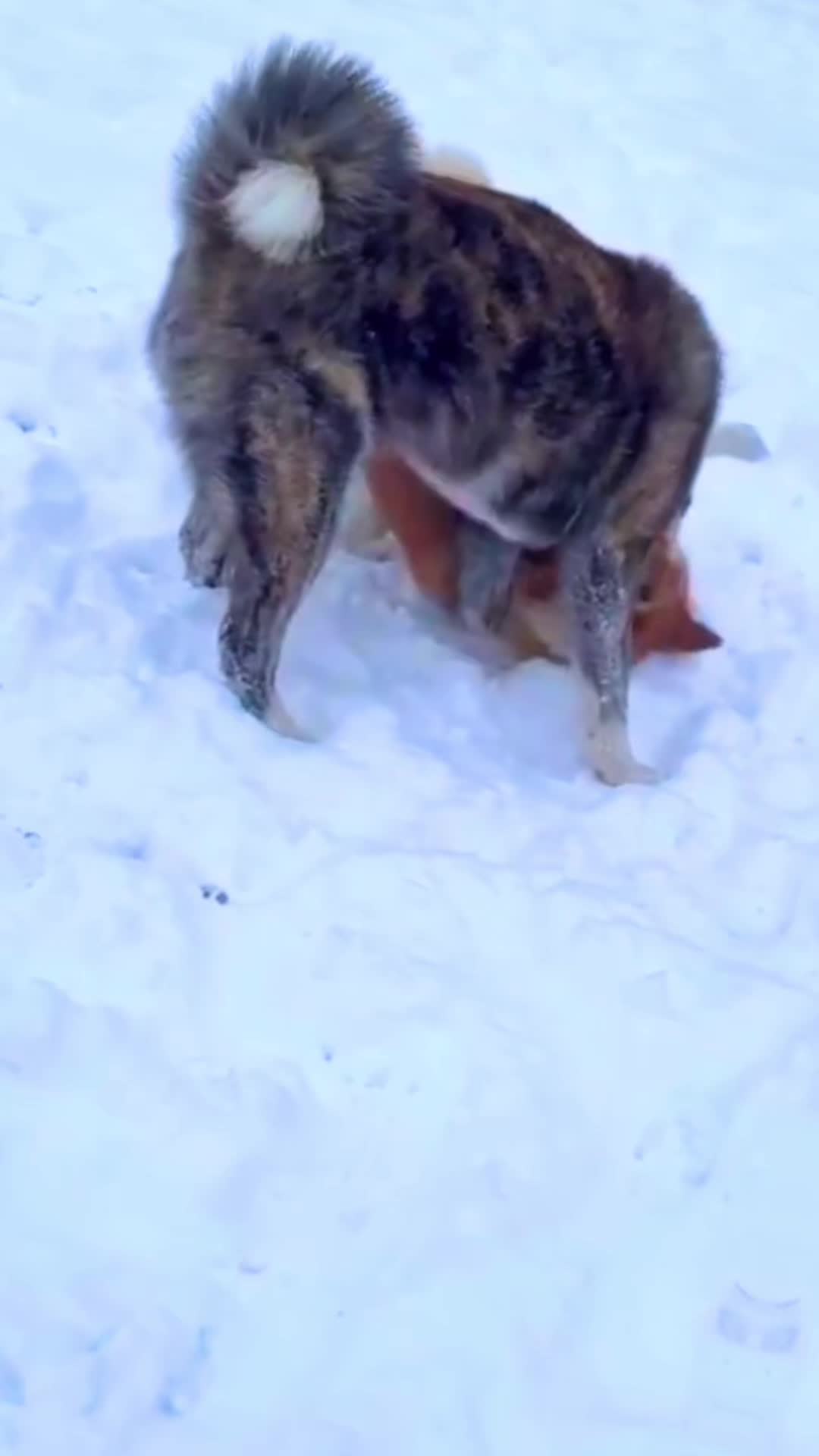 #akita #akitapuppy #akitaworld #love #akitainupuppy