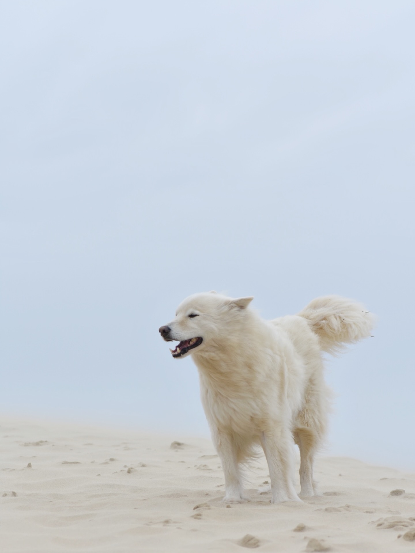 Le vent ne demande pas où il va ; il avance, libre.
Parfois, il suffit d’ouvrir les bras et d’avoir confiance pour découvrir que se laisser porter est aussi une façon de choisir sa route.
#communicationanimale #communicationintuitive #energy #développementpersonel #spiritualite