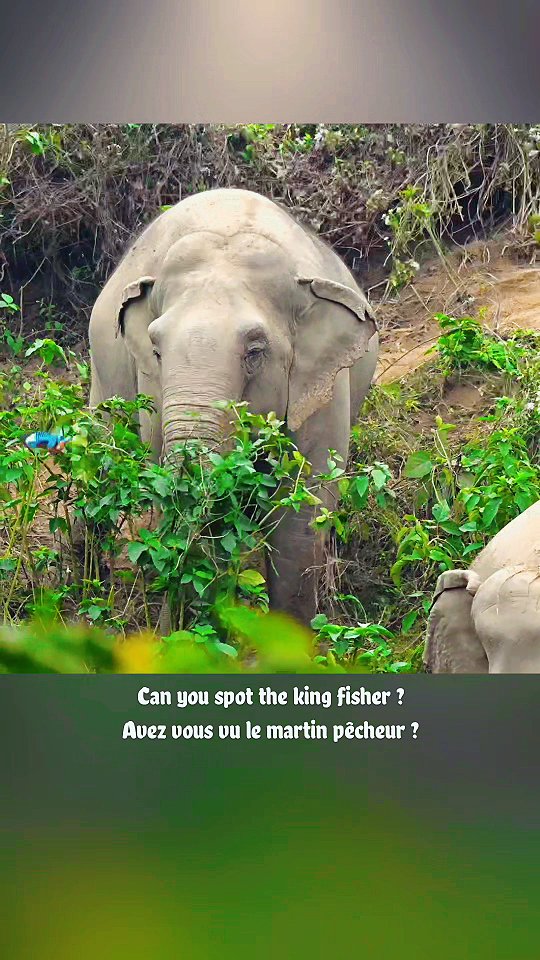 🇬🇧 Lhamo meets a kingfisher 🐦
She has never been a big fan of birds, and her reactions are always priceless.
Curiosity, surprise, and a touch of sass — all captured in one moment ☺
Even the bravest elephants have their preferences!
🇫🇷 Lhamo face à un martin-pêcheur 🐦
Les oiseaux ne sont clairement pas ses meilleurs amis, et ses réactions sont toujours aussi drôles.
Entre curiosité, surprise et un brin de caractère, tout est là ☺
Même les éléphants ont leurs petites préférences !
🎥 @fanchbonnet63
