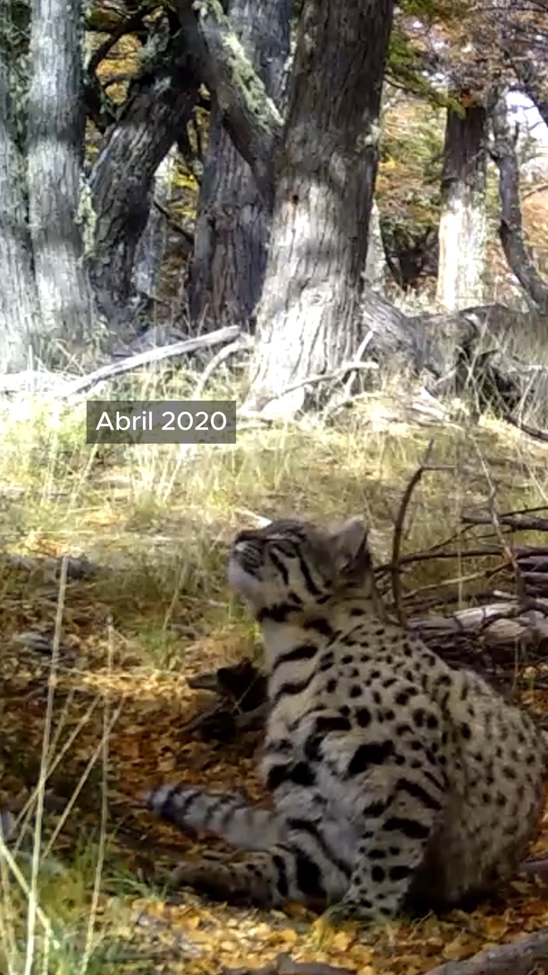 Pequeño en tamaño, clave para el equilibrio 🐱🌿
El Gato de Geoffroy, registrado por nuestras cámaras trampa en Cerro Guido, es un depredador silencioso de la estepa patagónica. Se alimenta principalmente de roedores y otros pequeños animales, ayudando a regular sus poblaciones y mantener el balance natural del ecosistema 🐾
Su presencia es señal de un ambiente sano y funcional.
Conocerlo y monitorearlo es parte fundamental de conservar este territorio.
-
Small in size, essential for balance 🐱🌿
Geoffroy’s cat, captured by our camera traps at Cerro Guido, is a silent predator of the Patagonian steppe. It feeds mainly on rodents and other small animals, helping regulate their populations and maintain ecological balance 🐾
Its presence is a sign of a healthy, functioning ecosystem.
Monitoring it is a key part of protecting this landscape.
#GatoDeGeoffroy #CámaraTrampa #VidaSilvestre #Patagonia #Conservación