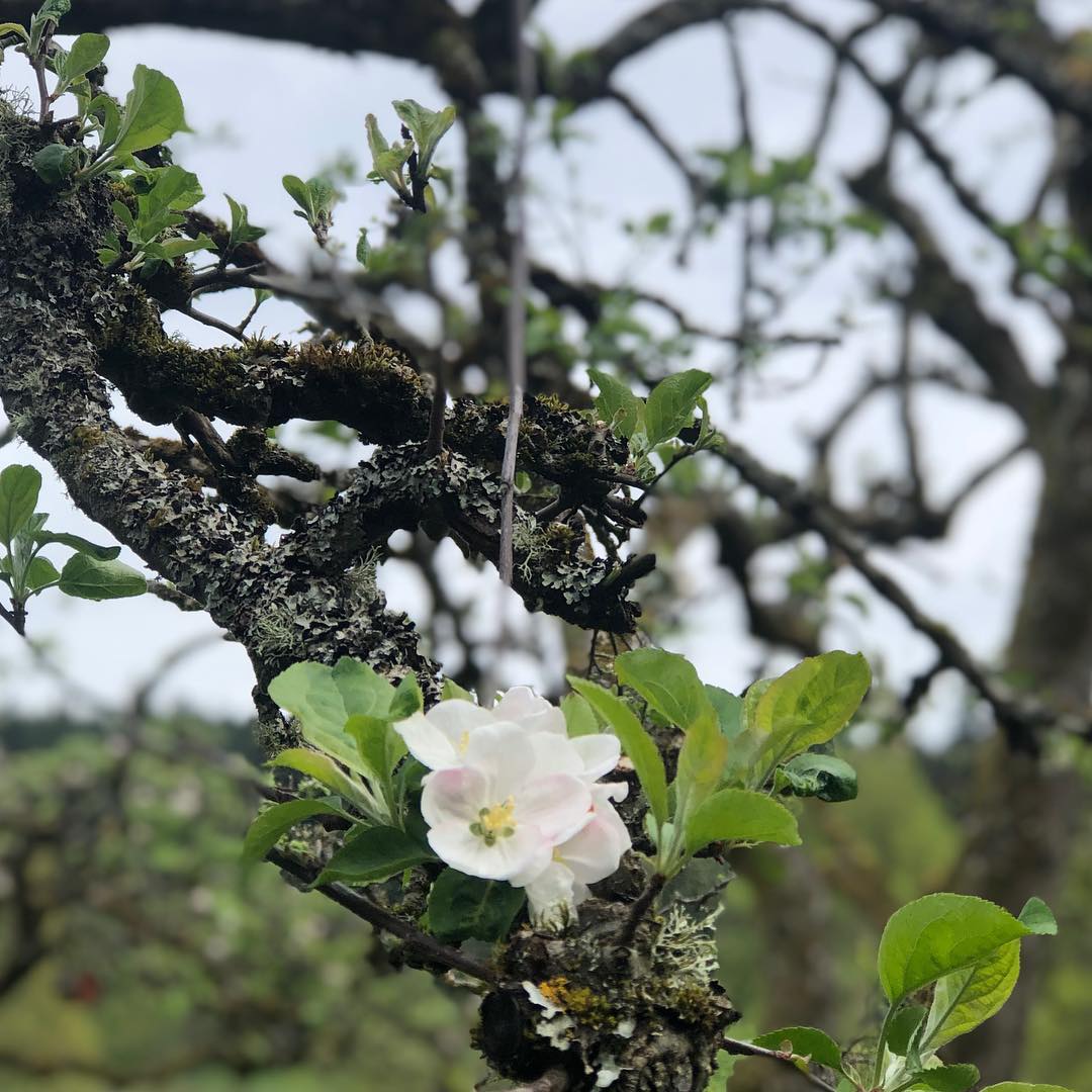 Our orchard trees are in bloom! #cider #hardcider #orchard #appletree #spring #heirloomapples #whidbeyheirloomcider #whidbeyislandgrown #bloom #whidbeyisland #driftwoodhardcider