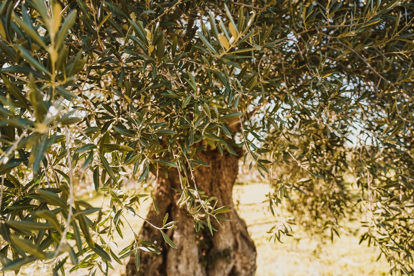 “Tres miradas a un mismo origen: el olivar, las manos y el fruto. 🌳
En el sur de Badajoz, nuestra forma de entender el campo es clara. Nuestros olivos son los que marcan el ritmo y nosotros los que cuidamos que ese legado familiar siga adelante, respetando los tiempos de la naturaleza.
Trabajar la tierra con este nivel de respeto es un camino lento, pero es el único que nos asegura la calidad que buscamos. Al final, todo se resume en Morisca y Carrasqueña : variedades autóctonas que seleccionamos por su carácter y que nos permiten ofrecer algo que se sale de lo convencional.
No hacemos un aceite más. Hacemos un producto que lleva nuestra identidad y la fuerza de nuestra tierra en cada gota.
¿Conocías estas variedades de nuestra zona?
#Etiecca #AOVE #Morisca #Carrasqueña #aceitesdeolivadeespaña