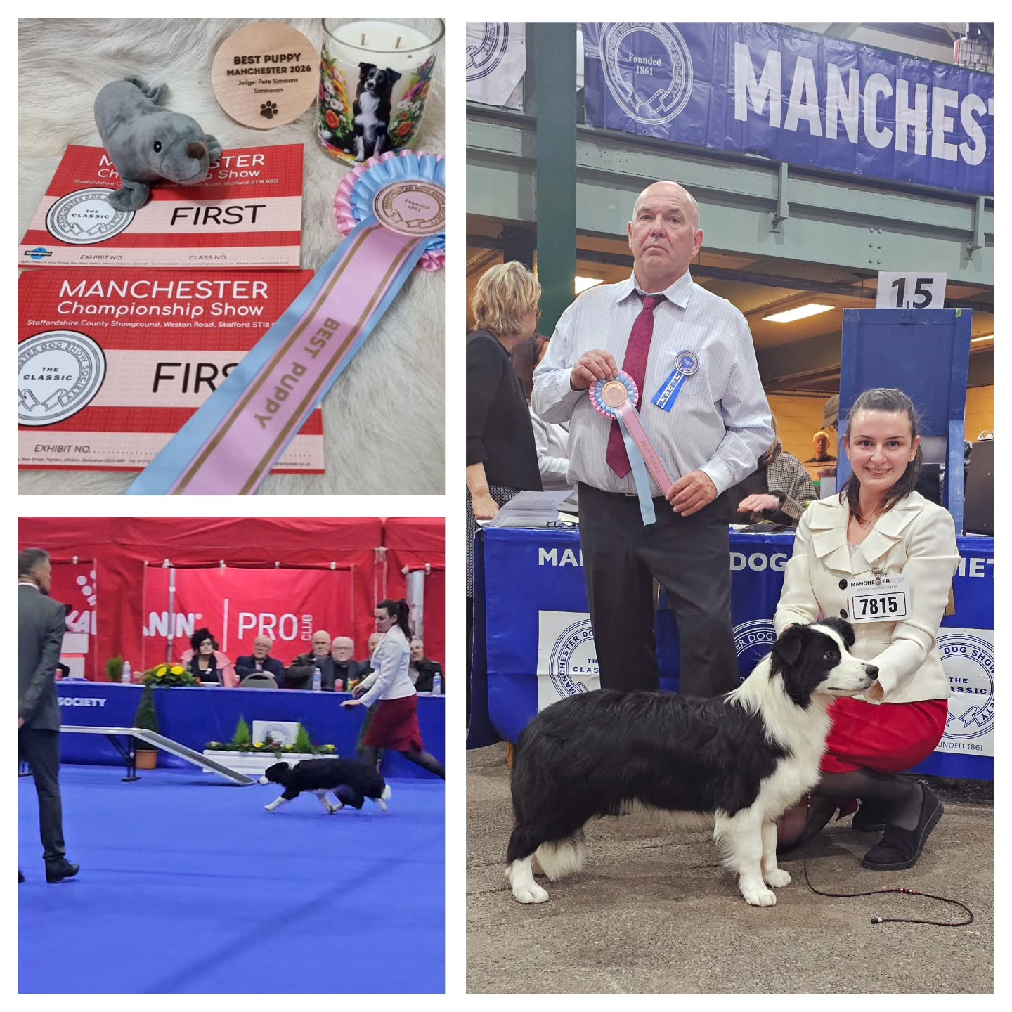 ✨ Comments uploaded on Higham Press! ✨
From Manchester Championship Show
Judge: Peter Simmons
"1st: 7815 MOUSSOULOS, Miss Claudia Unleashed Borders Dress To Impress.
So well balanced in profile at one with handler at all times, needs to come up on leg but has the knuckle and bone to achieve this, balanced head of good size which will come on as this youngster matures, good reach of neck of good length, good front assembly with good angulation pleasing fore chest, good rear angulation, excelled on the move showing good ground covering movement for one so young, which won this class and Best Puppy In breed, will look forward to see how this girl matures, turned out in superb condition, at one with the handler at all times to bring the best out of this youngster. Best Puppy In Breed."
💖 A huge thank you to Judge Pete Simmons for such a thoughtful, detailed critique and for appreciating this very special young girl. We’re incredibly proud of her and grateful for your kind words, it truly means the world!