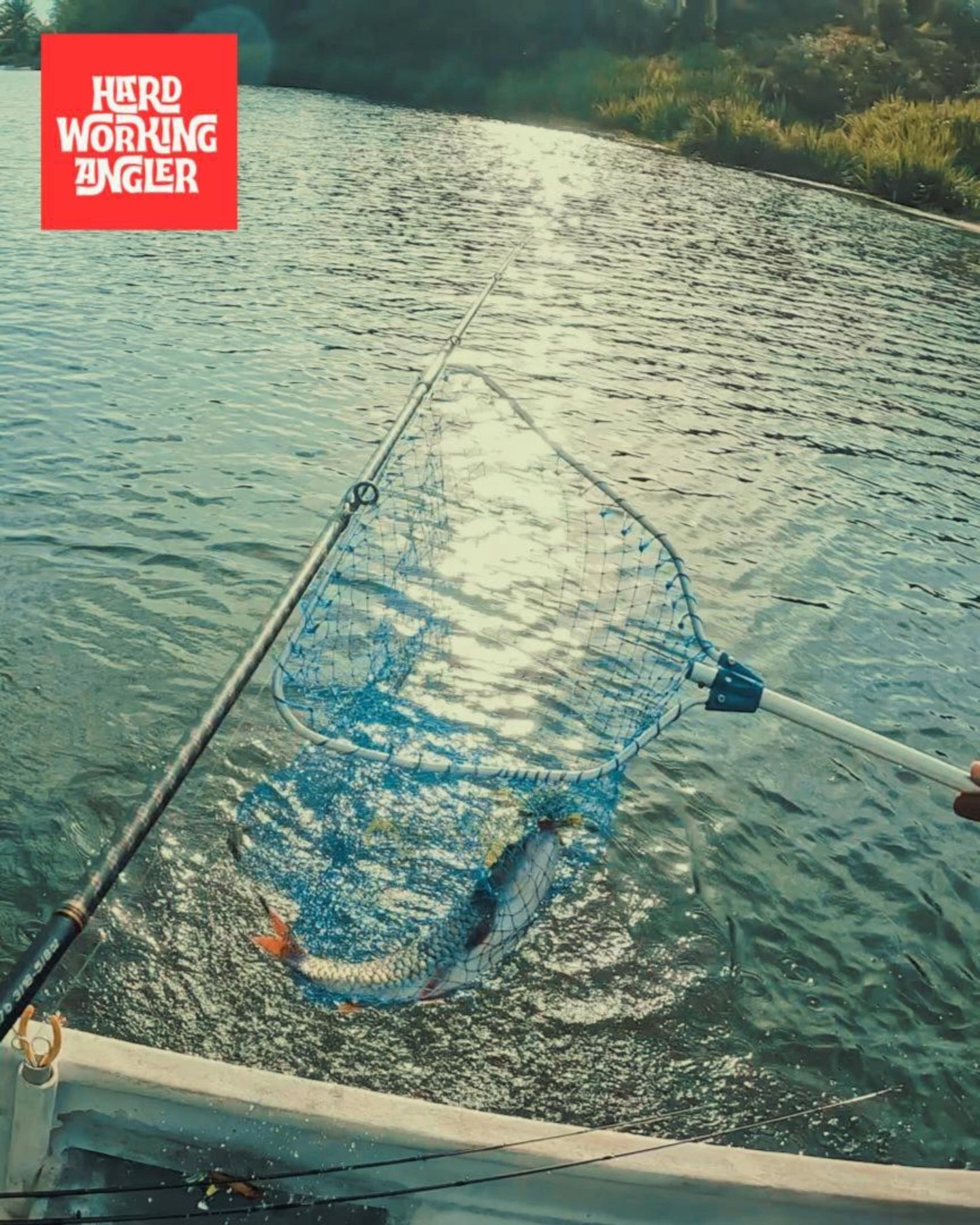 Sebarau (hampala barb) another popular freshwater game fish in Malaysia. Delicious for dinner too! Contact us for enquiries on our fresh water fishing trip in Malaysia. #peacockbassfishingguidemalaysia #hardworkingangler #fishing #visitmalaysia #sebarau #hampalabarb
