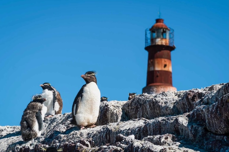 Puerto Deseado & its Unique Penguin Colonies 🐧🌊
Home to one of the most unique penguin experiences in Patagonia, Puerto Deseado surprises with close encounters and wild, untouched landscapes.
Here, you can witness rare Rockhopper penguins — one of the only mainland colonies in Argentina — along with Magellanic penguins, sea lions and dolphins in their natural habitat. 
It’s also the place where Charles Darwin explored aboard the HMS Beagle, adding a powerful historical layer to an already extraordinary destination.
📅 Best time to visit: mid-October to April — this is when penguins arrive to nest, breed and raise their chicks along the coast. 
Remote. Raw. Unforgettable.
📍 Puerto Deseado, Argentina