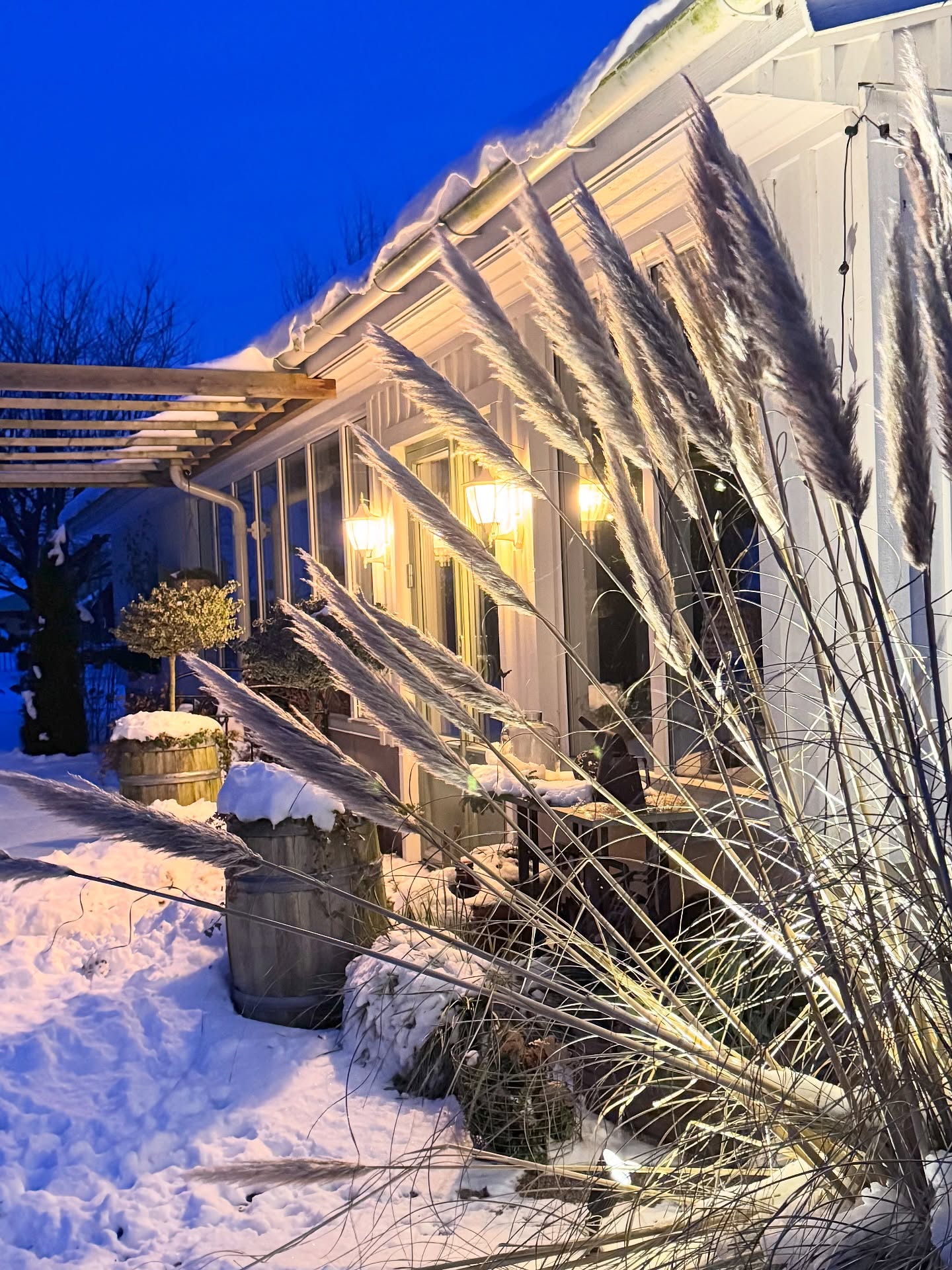 ~Pampasgräs i vinterskrud~
Dagar med snö och kyla, det ser ut som om vintern är här för att stanna hos oss ett tag.
Vindarna och den tunga snön gör illa vid de maffiga vipporna, så de ryker nu som plockepinn.
Lite synd på det vackra gräset som har ett högt prydnadsvärde för mig.☺️
#pampasgras #prydnadsgräs #vinterbild #vinterträdgård #besöksträdgård