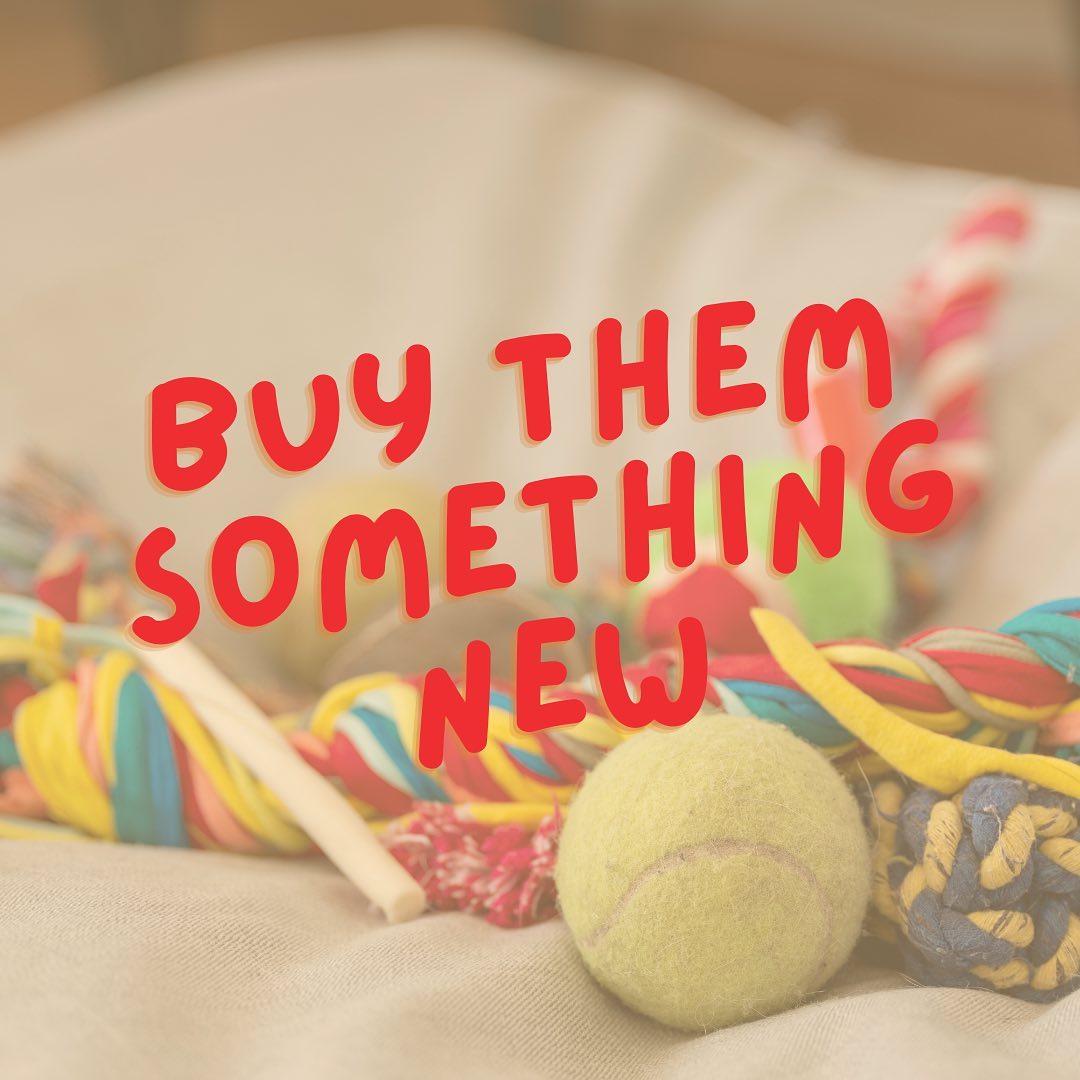 It’s #NationalPetWeek, and we’ve got you covered this week with four ways to celebrate with your furry friend! 🐾
2️⃣ Buy them something new! New toys, new treats, oh my! An easy way to show them you appreciate them. 🎾🦴