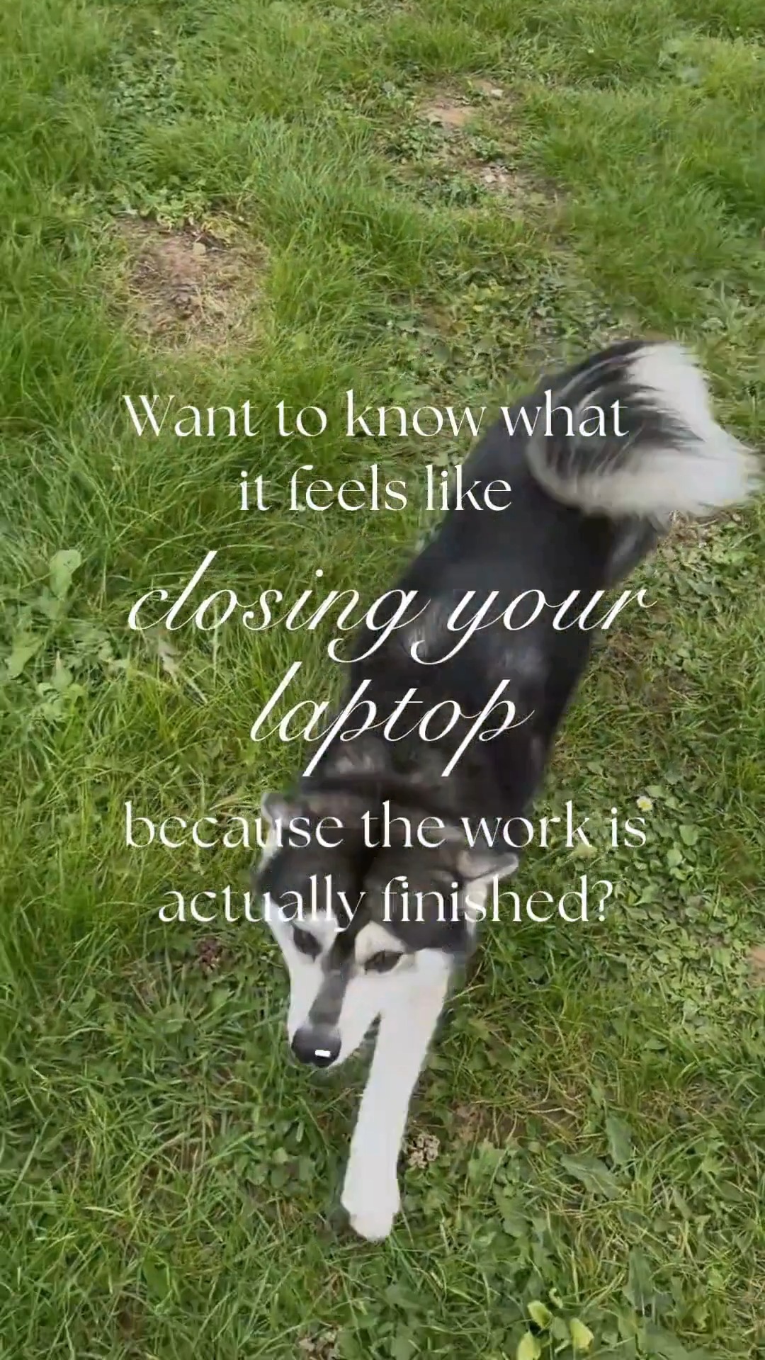 Admin is never finished. That is what most canine professionals have accepted as normal. There is always another email to answer, another note to write, another client to follow up with. The laptop stays open because stopping feels like falling behind.
You finish your last session at 6pm and sit down to clear the admin. By 7pm you have answered three emails, rescheduled two clients, and updated your diary. Then you refresh and there are four new messages waiting. One is urgent. Two need proper replies. One is a new enquiry that will take twenty minutes to process properly. The work does not end because the day does not end. Client businesses do not close at 5pm.
The difference between admin that never finishes and admin that actually gets done is not better time management. It is someone else working alongside you during the day so that by the time you close the laptop, there is nothing waiting. Follow ups sent. Messages answered. Tomorrow prepped. Nothing left sitting in your head.
Closing the laptop because the work is done is not about working faster. It is about the work being shared. That is what makes it possible to stop.