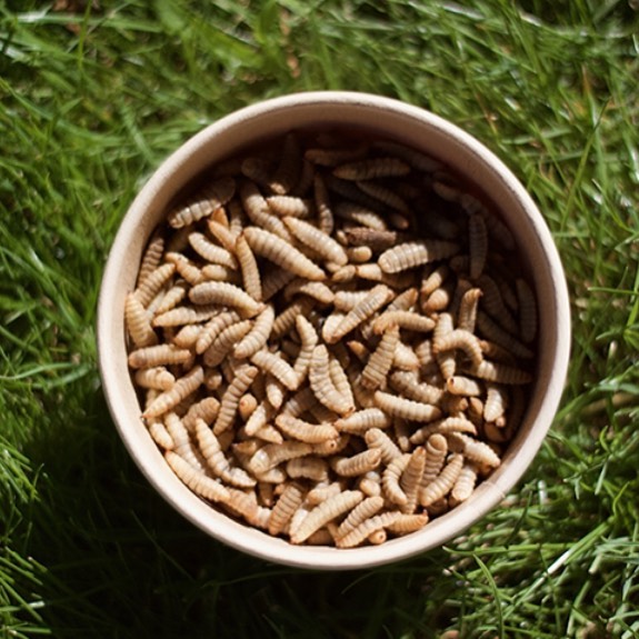 Nos larves vivantes de mouches soldats noires que vos cocottes et reptiles adorent. Le plein de vitamines pour les NAC #poules #reptile #reptilesofinstagram #larvesvivantes #nac #cocottes #poulailler #reptiland #lezard #exoticreptiles #reptilelover