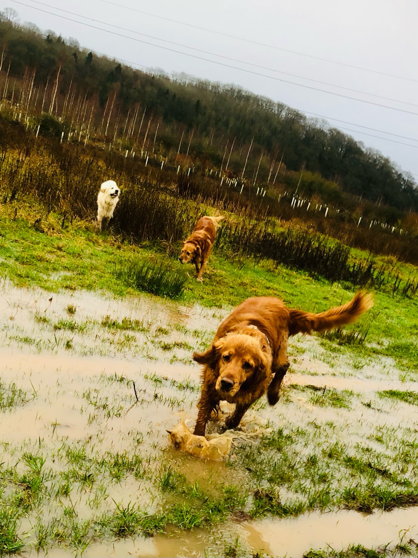 💦🐾😁😝
If your dog would like to have a walk with us then contact us at www.ardendogwalking.co.uk and check out our half-day experience.
#ullenhall #tanworthinarden #hockleyheath #henleyinarden #dog