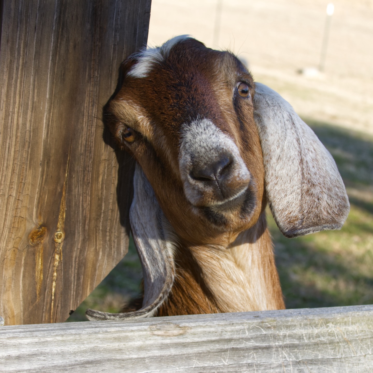 Holly isn’t sure why mom hasn’t been posting much since she is always posing for pictures. But seriously, do you miss my posts? What is your favorite thing i post?