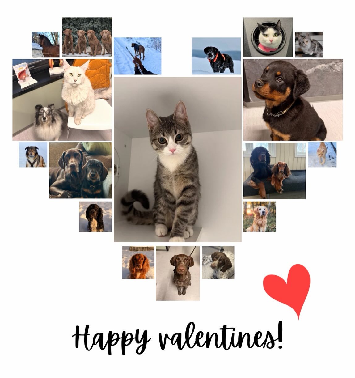 På Valentinsdagen feirer vi kjærlighet i alle former ❤️ Kjæledyr gir oss ubetinget kjærlighet hver dag - hvorfor ikke gi dem litt ekstra i dag?
Del gjerne et bilde av ditt kjæledyr i kommentarfeltet 📸