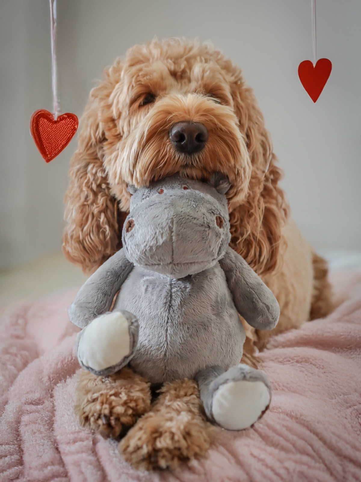 Happy Valentine’s Day from Crumble & Potamo the Hippo 🦛💘 🐶
Roses are red,
Violets are blue,
This hippo squeaks…
…and Crumble will 100% steal it from you. 😂
@borderlovesuk Potamo = the perfect “I love you” gift (to your dog… from your dog… via your bank account).
Use C&C15 for 15% off at checkout 🎁