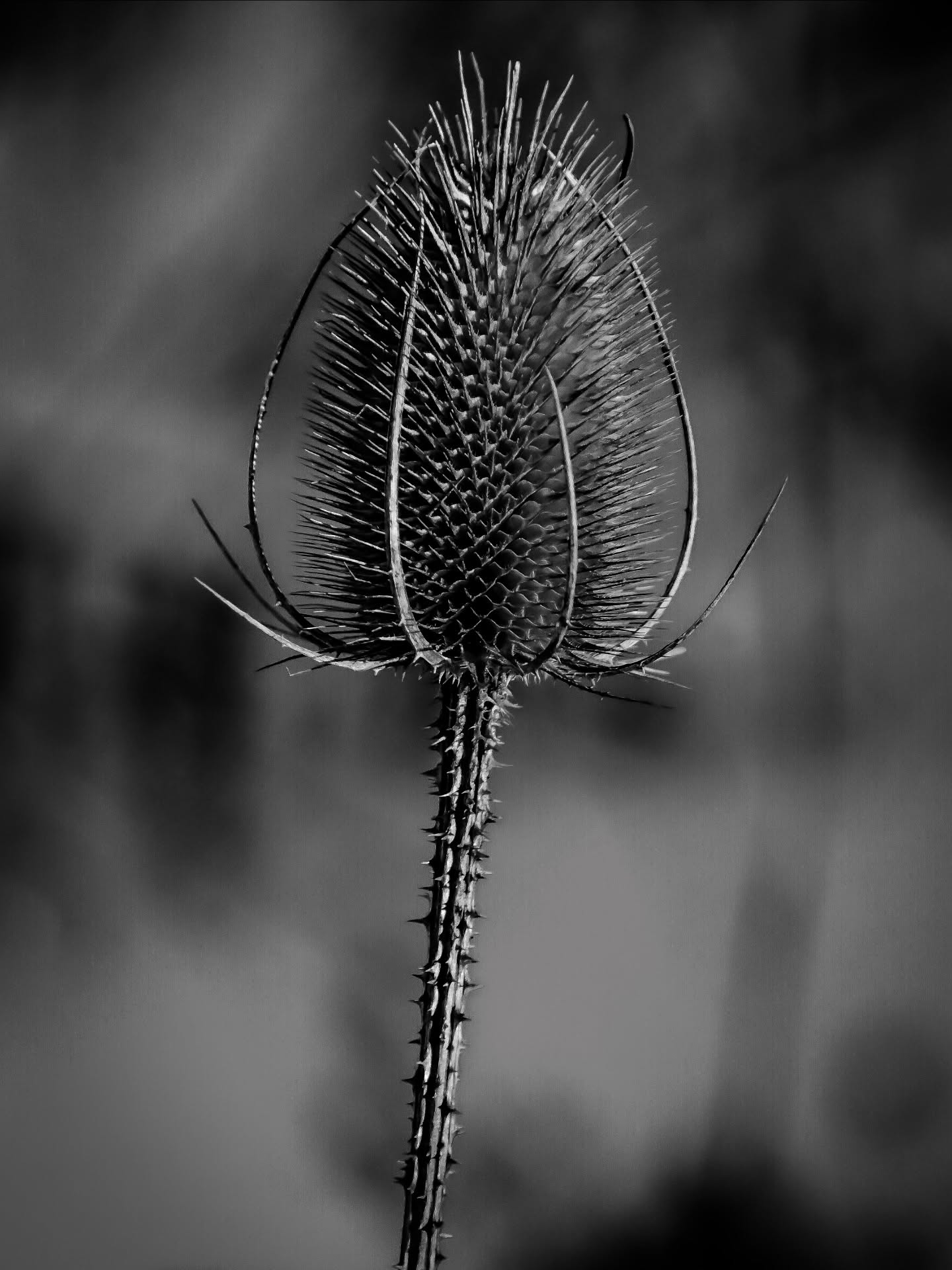 Some black and white studies taken out in the snow today. #blackandwhite #blackandwhitephotography #natureinblackandwhite #nature