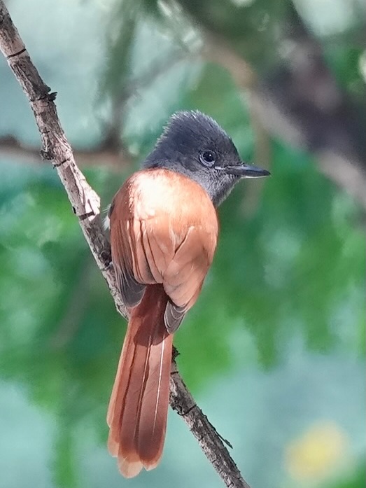 A family of 3 Paradise Fly Catchers. On my bathroom window. They were nesting nearby, and now the little one is learning to catch insects. Soon they will immigrate eastwards, and hopefully he will come to nest here too. They make me feel belong.