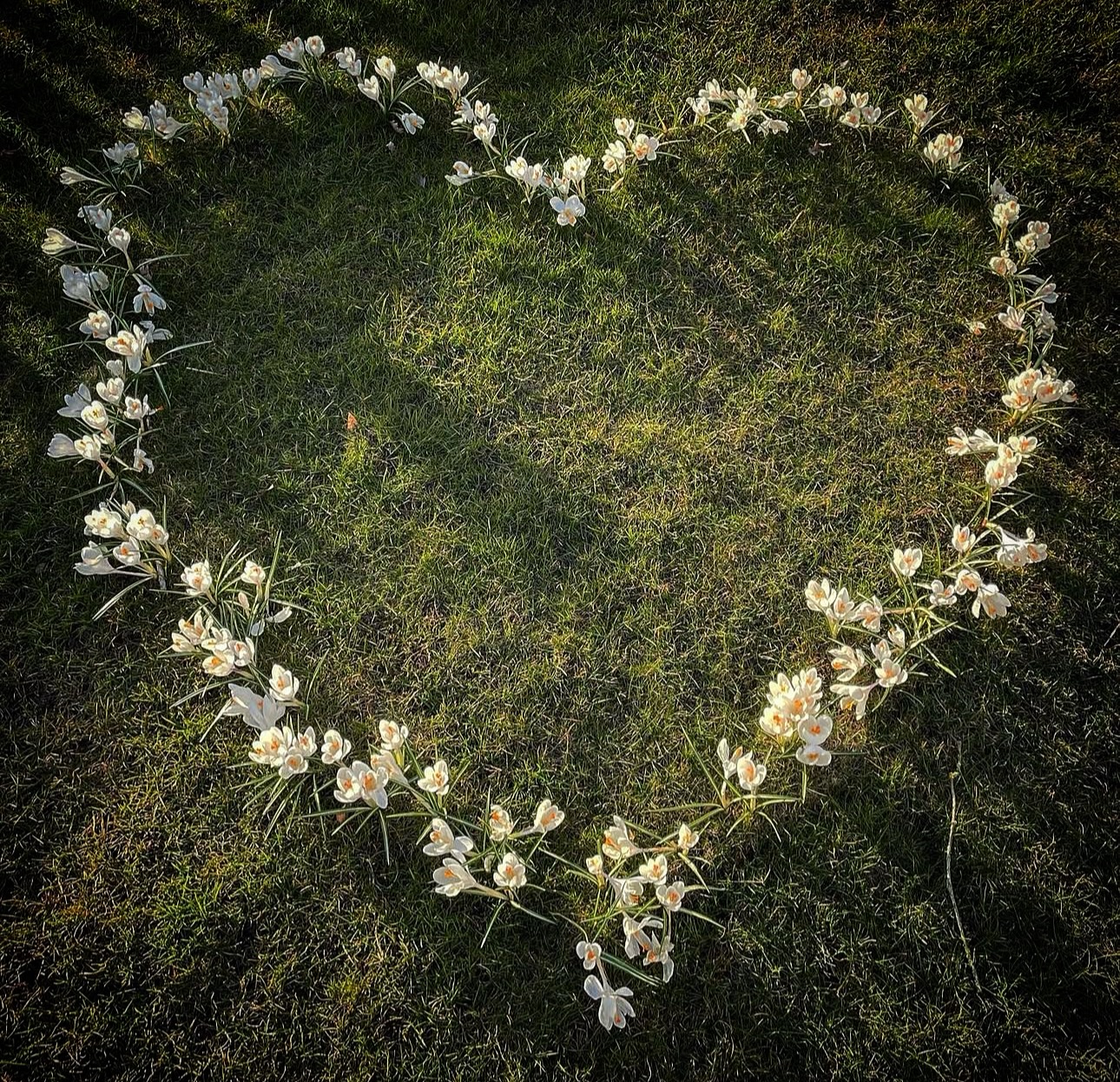 🤍🤍🤍
Önskar er en hjärtlig kväll!
Mitt mest gillade hjärta genom tiderna. I hjärtat där våra pälsklingar vilar.
#allahjärtansdag #veckansvackraste #runevadstradgard #hjärta #heart