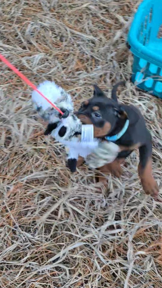 This girl has Bronson written all over, plus she's super dominant. Not for a novice handler!
Working 🏡 only
-
Laizhou hong chinese red dog
-
Nothing for sale, DM to inquire about the breed!
-
dutch shepherd sighthound #rarebreed #protectiondog #chinesereddog beauceron schutzhund protection dog psa german shepherd guard dog trainer preservation chinese red dog #dobie #laizhouhong