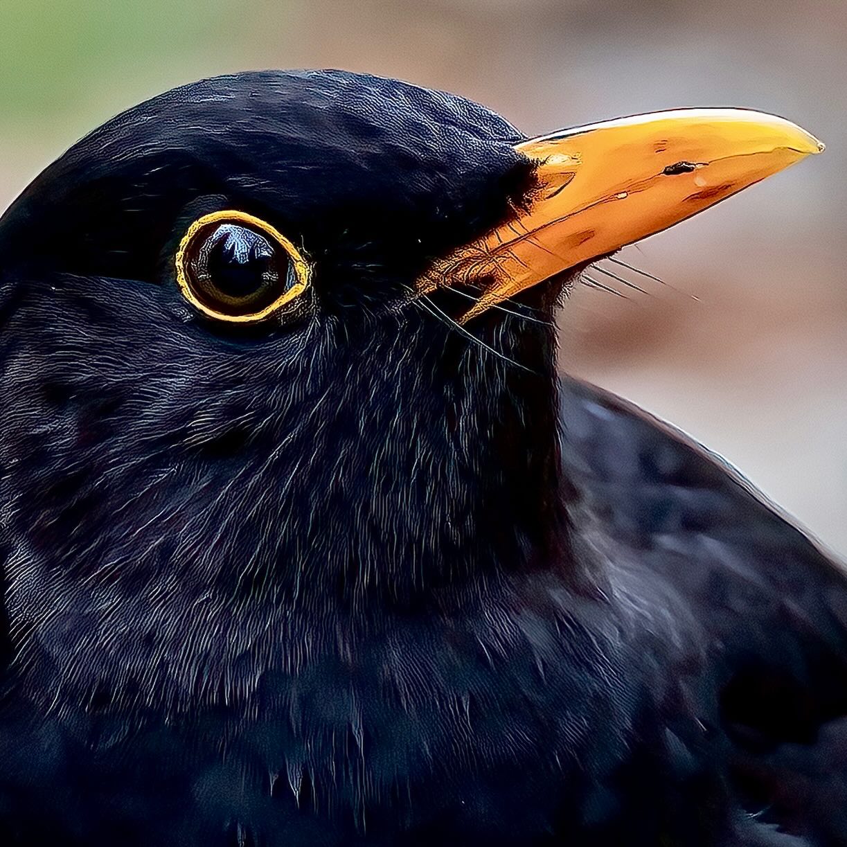 Amselportrait☺️
Die Amsel gilt im Volksglauben oft als Bote, der den Frühling ankündigt.
Amseln gehören mit zu den beliebtesten Vögeln bei uns im Land. Und ich finde, das ist gar kein Wunder: Sie sind allgegenwärtig, leicht zu erkennen und ihr Gesang geht direkt ins Herz.
Der Amselgesang klingt besonders angenehm in unseren Ohren. Ihr hochfrequentes Zwitschern wirkt beruhigender als tiefe Frequenzen. Ihre Stimme klingt hell, klar und freundlich. Daher entspannt der Gesang der Amsel uns besonders gut. Um positiv auf uns zu wirken, sollte der Gesang auch melodiös sein und Abwechslung bieten. Auch hier punkte die Amsel: Das Amselmännchen variiert bei seinem Gesang virtuos zwischen fröhlichem Trillern, entspanntem Zwitschern und kunstvollen Flötentönen.