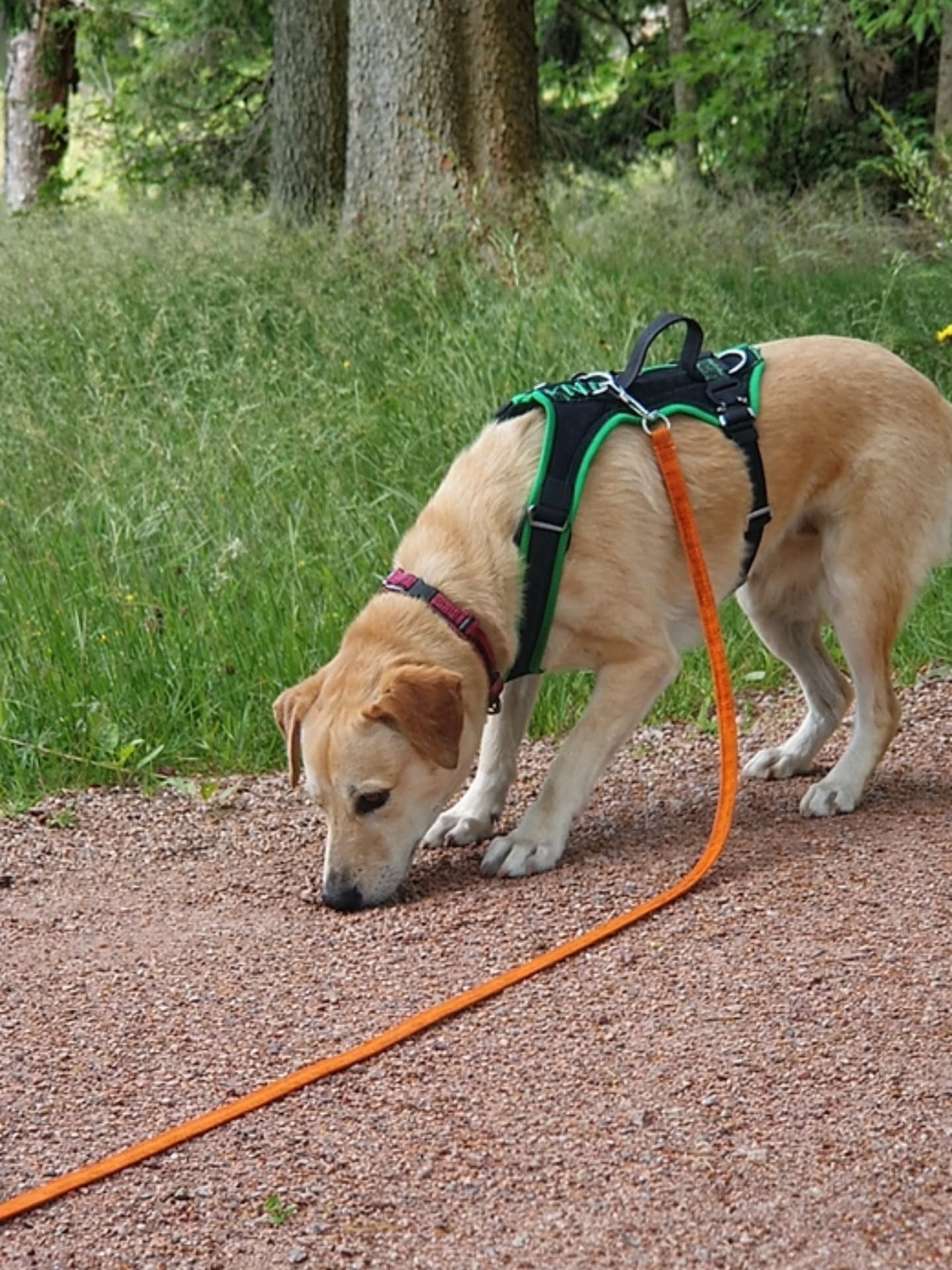 Spurensuche ab Mai – neuer Termin 🐾
Die Spurensuche-Staffel ab März ist bereits ausgebucht.
Im Mai startet eine weitere Gruppe:
Ab Dienstag, 19. Mai
🕕 18:00 Uhr
📍 Fricktal / Zurzibiet
In kleinen Gruppen lernen die Hunde Schritt für Schritt, ihre Nase gezielt einzusetzen – vom Einstieg mit Schleppfährten bis hin zur Fährtenarbeit, Gegenstandssuche und Flächensuche.
Aktuell sind noch 4 Plätze frei.
👉 Mehr Infos & Anmeldung auf meiner Website.
www.codedoglove.ch
#nasenarbeit #spurensuchehund #hundetrainingfricktal
#zurzibiet #menschhundteam
