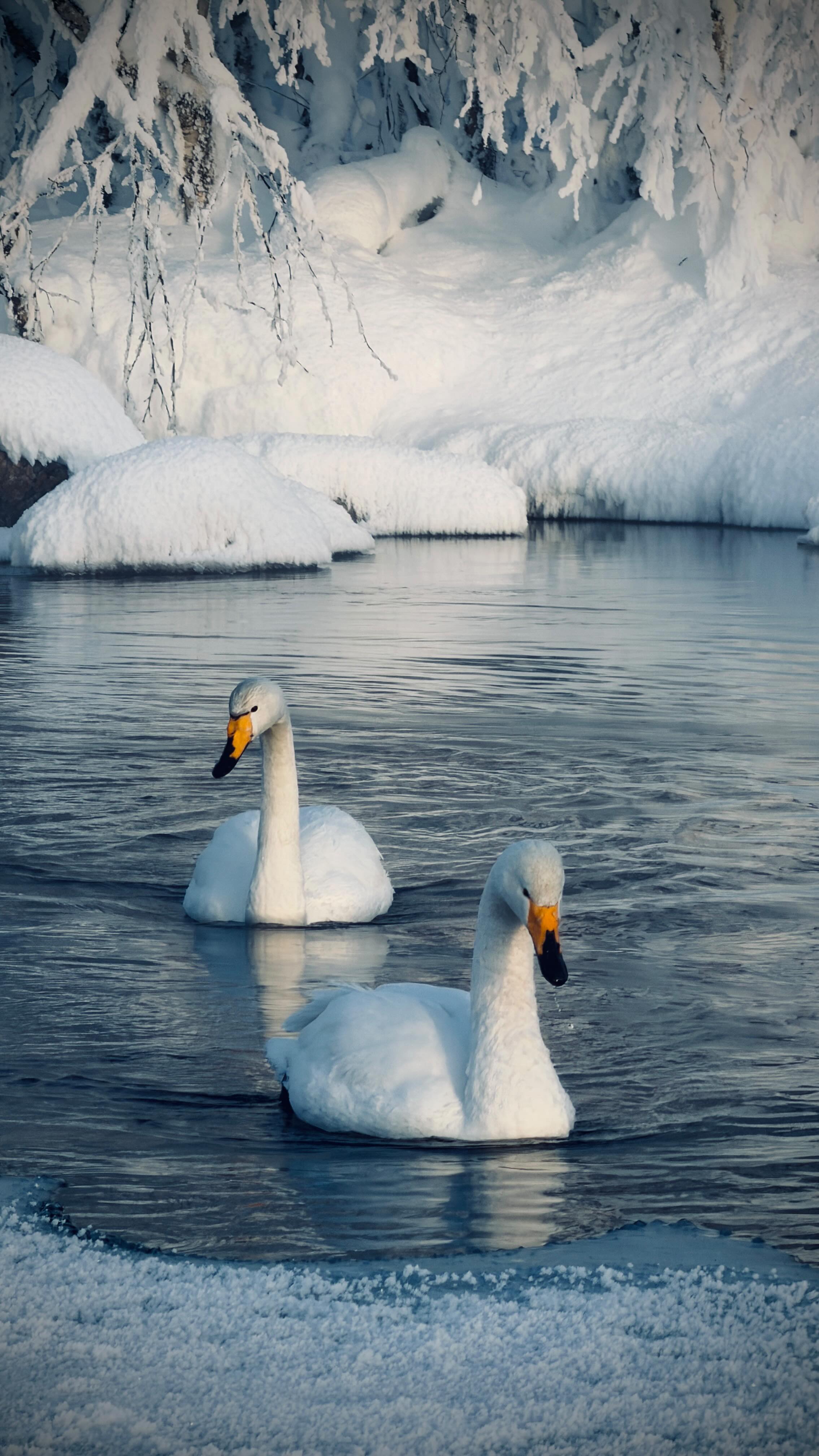 Kind of day off…driving around.
#levilapland #finnishlapland #snowytrees