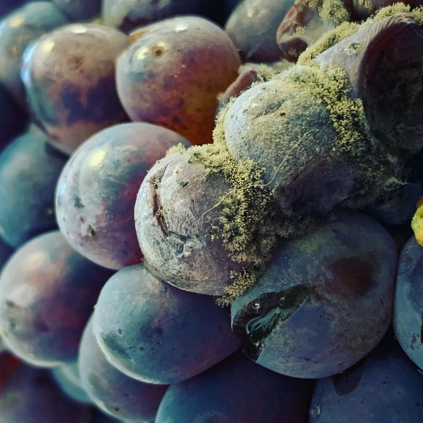 👉🏻 Un’annata che per la maggior parte è stata calda e poco piovosa ha prodotto grappoli compatti.
🌧 Negli ultime settimane invece con le piogge gli acini si spaccano e si staccano dal picciolo all’interno aprendo la strada alle infezioni di botrite e al marciume acido! ✅ Menomale che c’è Antimyc
http://laboratorioenologicotoscano.it/antimyc/