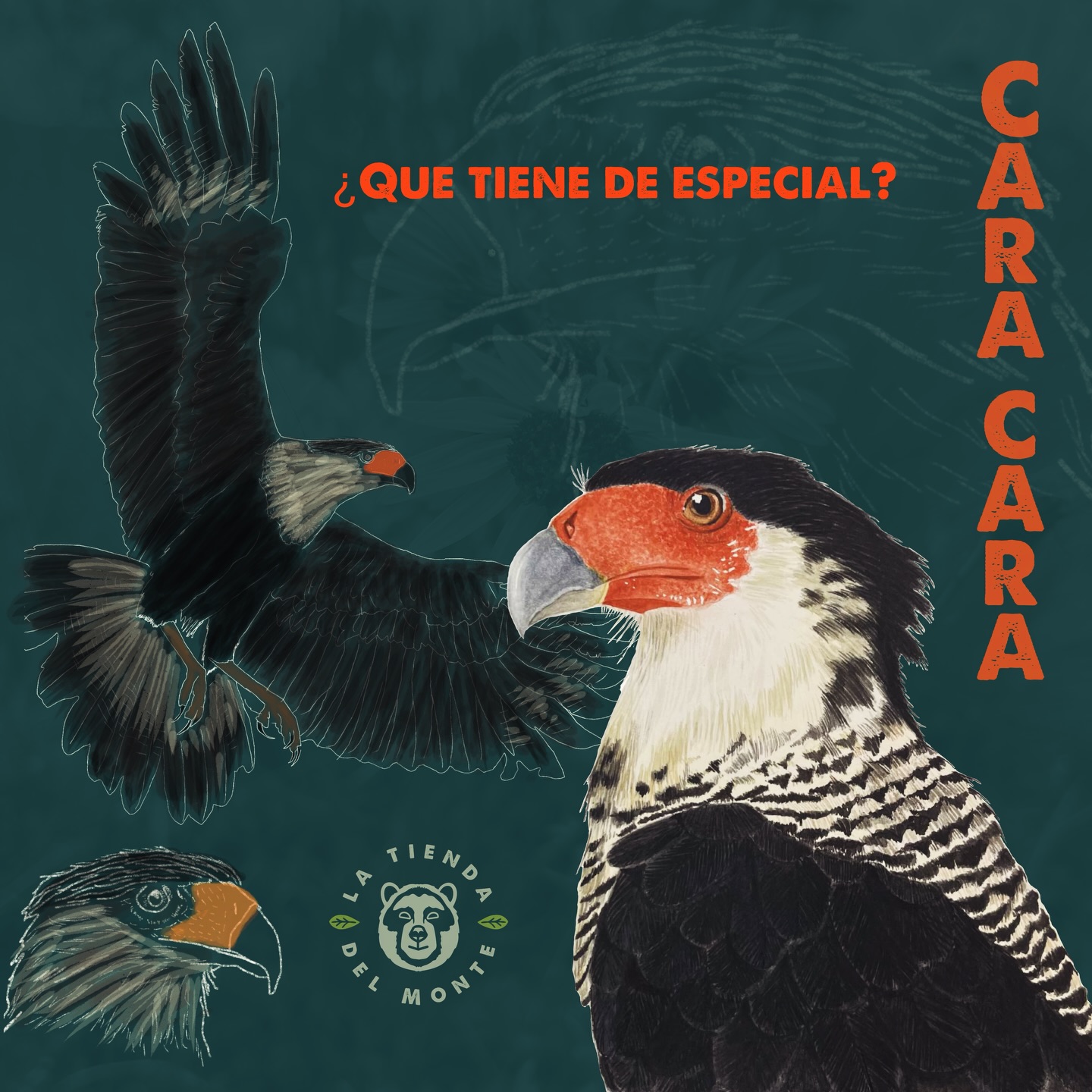 Aves hermosas y esta 🔥
Un ave con amplia distribución y muchos nombres. ¿Quién no la ha visto?
Cómo la llamas en tu región?
www.latiendadelmonte.com