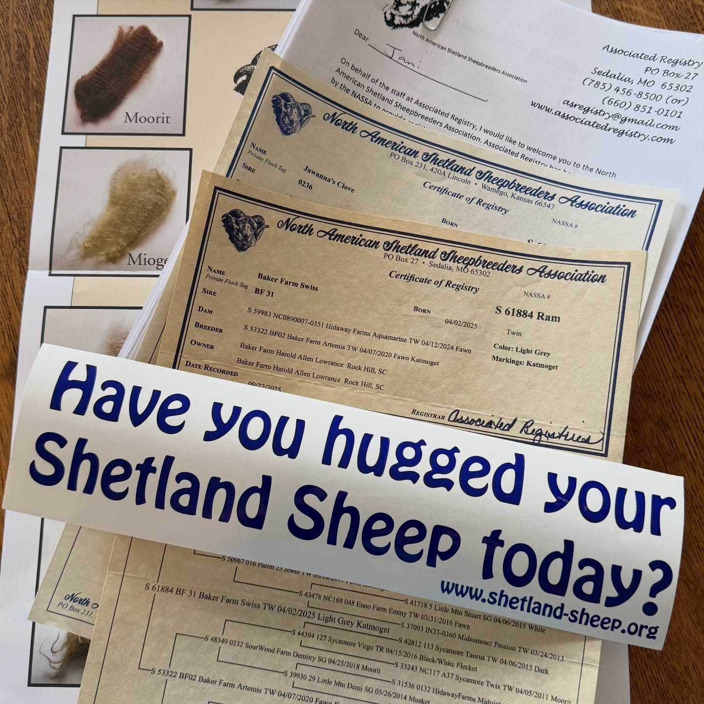 We are excited to have registered sheep … lambs due in may! Our other girls are shetlands but are not registered. They are also due in May. Happy Wife Farm is now a member of North American Shetland Sheepbreeders Association.
#shetlandsheep #shepherdess #farmher #farmlife #fiberfarm