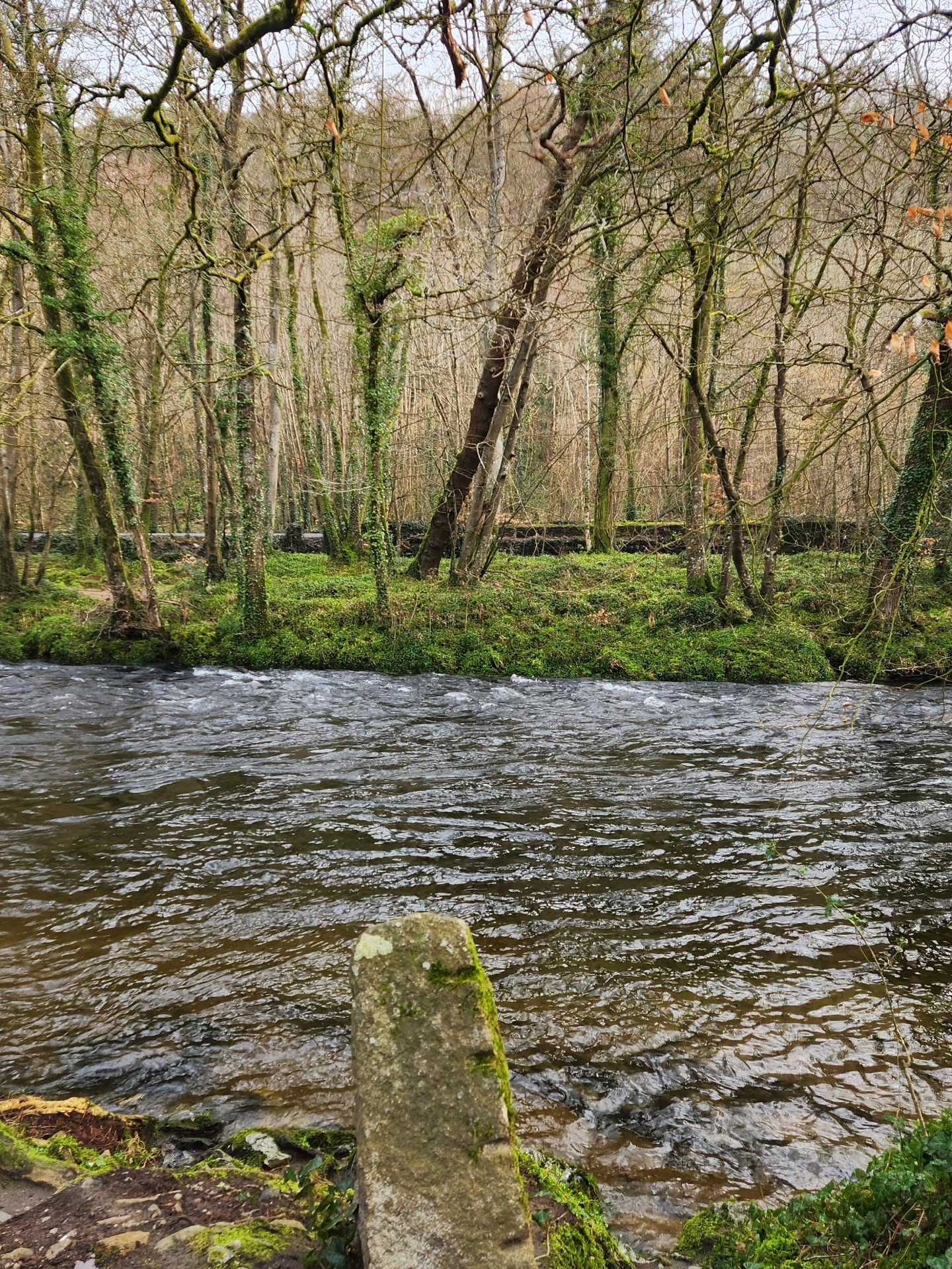 That quiet stroll before work is all so important for our focus!
At CoWorking Devon, we have the beautiful River Dart quite literally at arms length.
Top.
#CoWorkingDevon #riverdart #buckfastleigh
